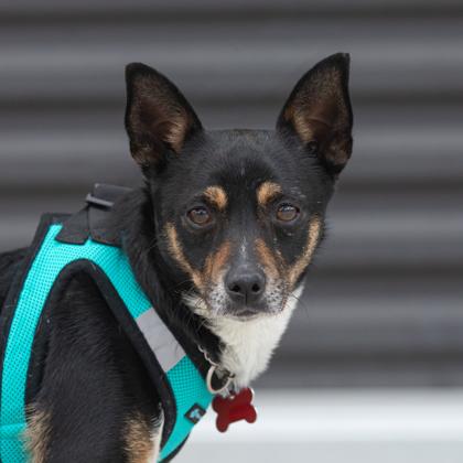 Willy, Adoptable, Adult Male Chihuahua & Mixed Breed.