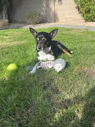Enlarge Willy, a Adoptable mixed breed in Scottsdale, AZ image 2/3