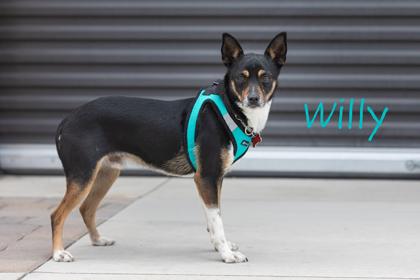 Enlarge Willy, a Adoptable mixed breed in Scottsdale, AZ image 3/3