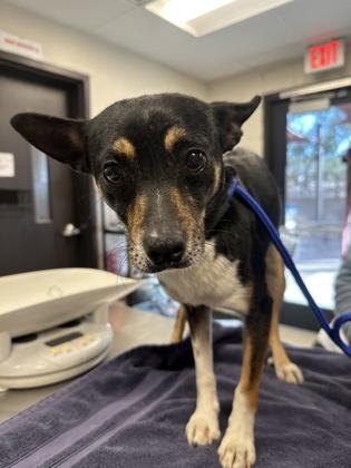 Willy *IN FOSTER*, Adoptable, Adult Male Chihuahua & Mixed Breed.