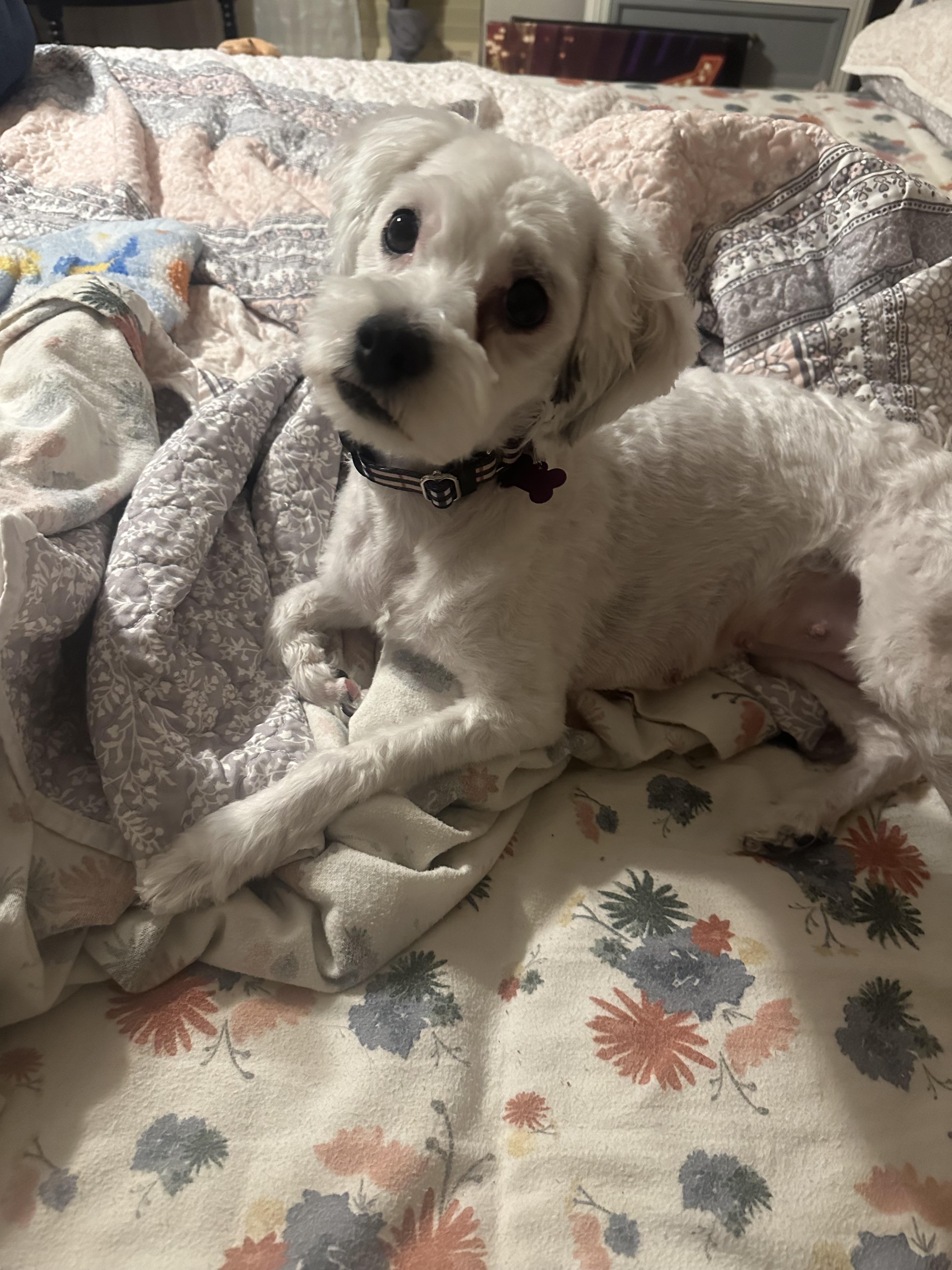 Luna, ADOPTABLE, Young Female Miniature Poodle & Maltese.