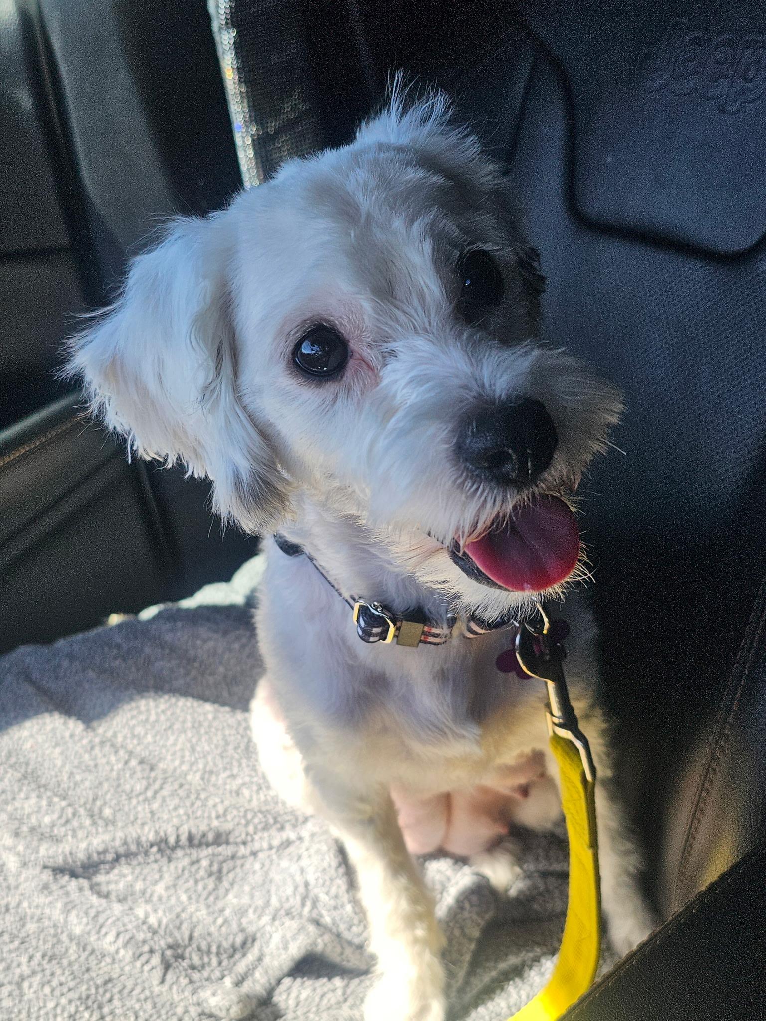 Enlarge Luna, a ADOPTABLE mixed breed in Las Vegas, NV image 2/2