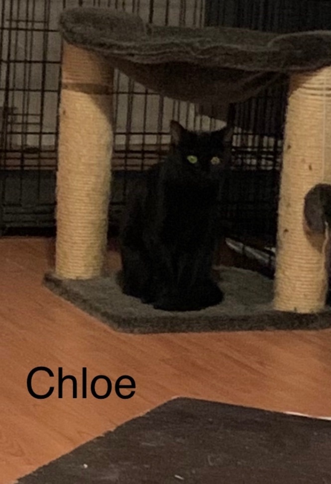 Chloe/Lolita, Adoptable, Adult Female Domestic Short Hair.