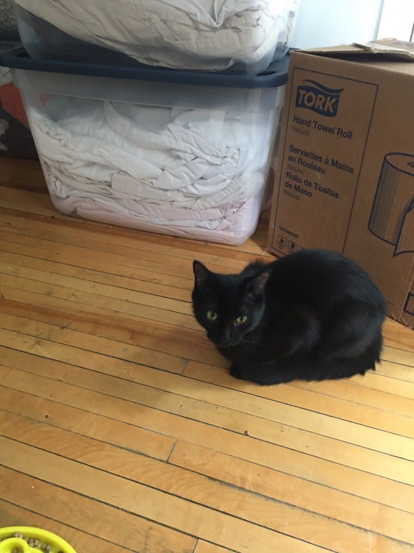 Chloe/Lolita, a Adoptable Domestic Short Hair in Montreal, QC image 2/12