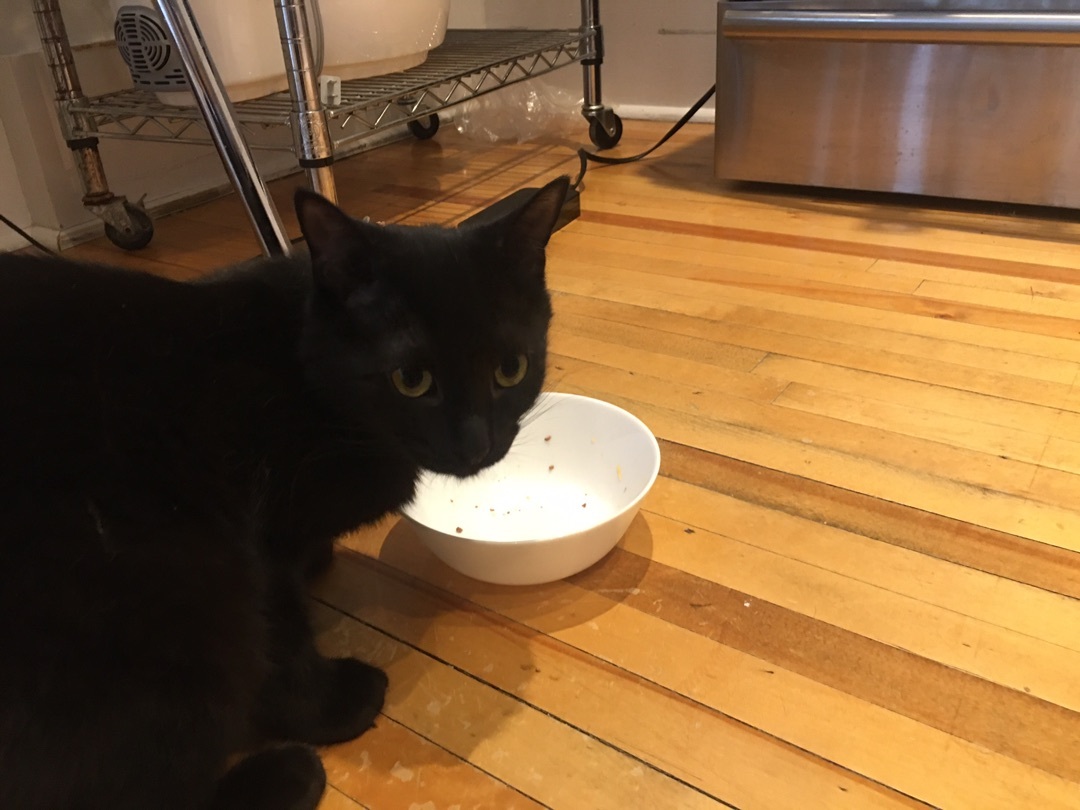 Chloe/Lolita, a Adoptable Domestic Short Hair in Montreal, QC image 3/12