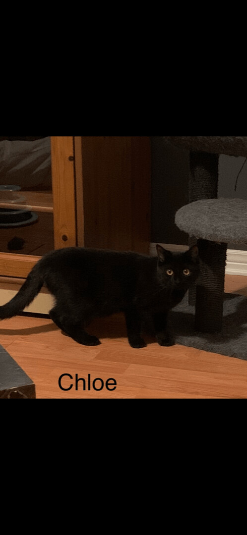 Chloe/Lolita, a Adoptable Domestic Short Hair in Montreal, QC image 4/12