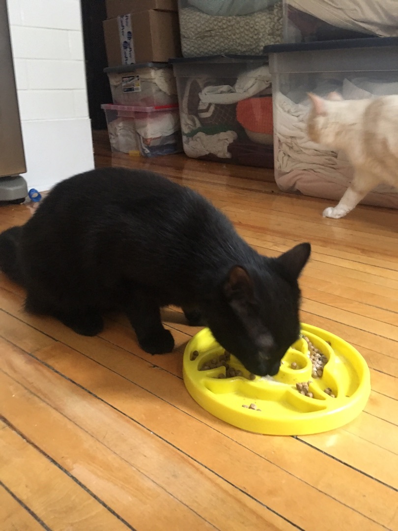 Chloe/Lolita, a Adoptable Domestic Short Hair in Montreal, QC image 5/12