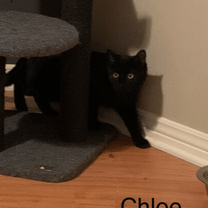 Chloe/Lolita, a Adoptable Domestic Short Hair in Montreal, QC image 6/12