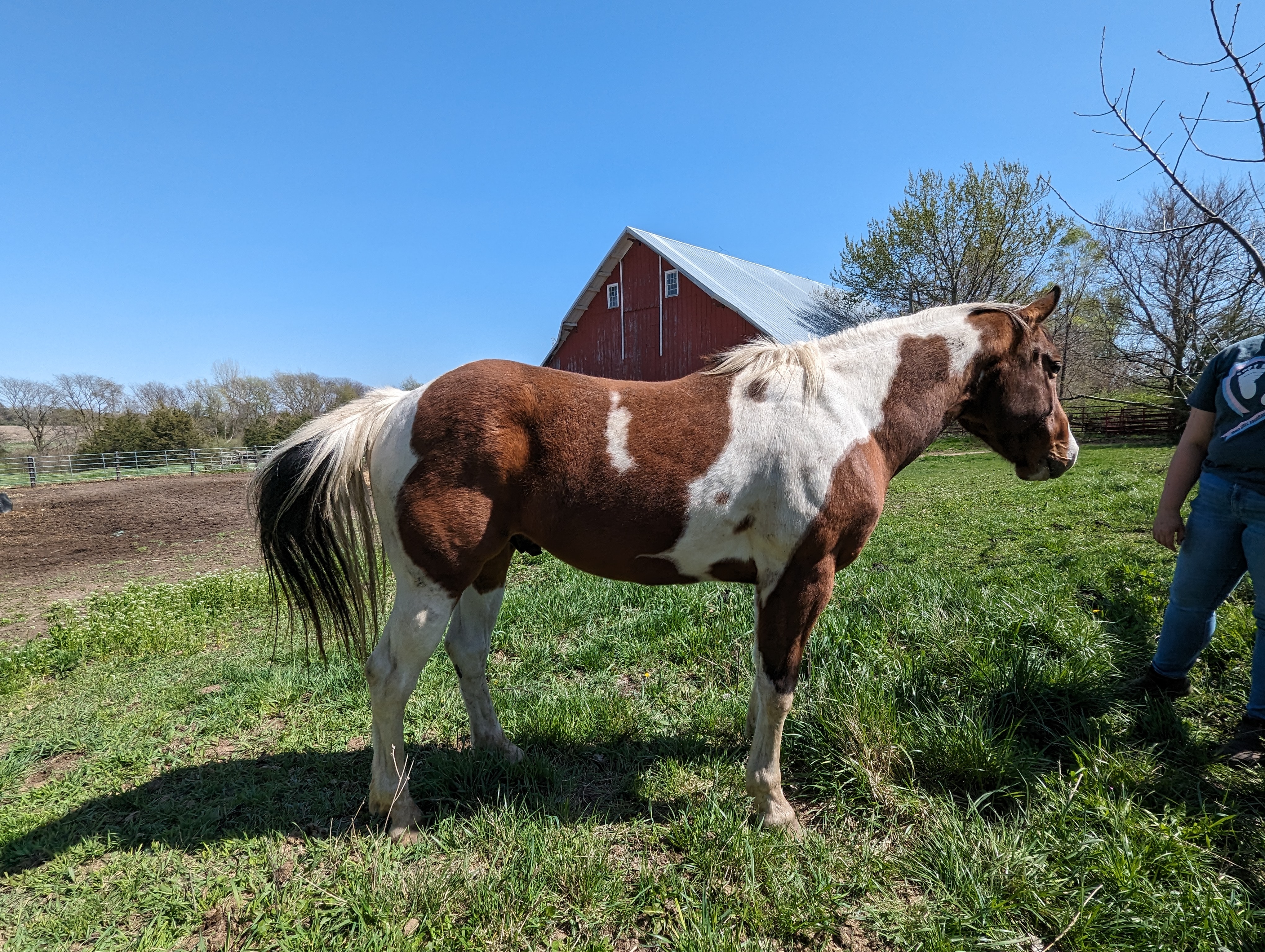 Enlarge Atlas, a Adopted Paint / Pinto in Cedar Rapids, IA image 1/16