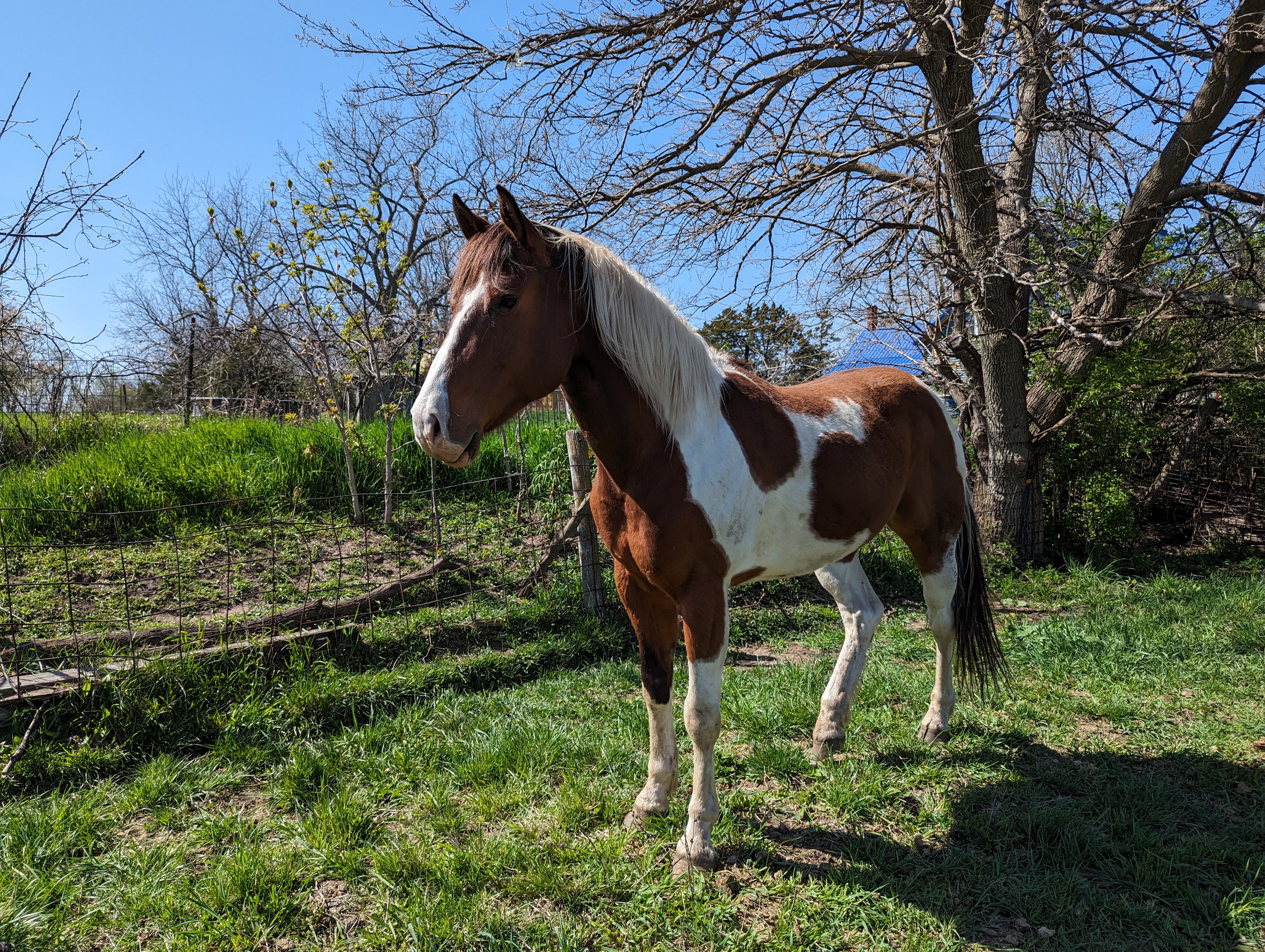 Enlarge Atlas, a Adopted Paint / Pinto in Cedar Rapids, IA image 2/16