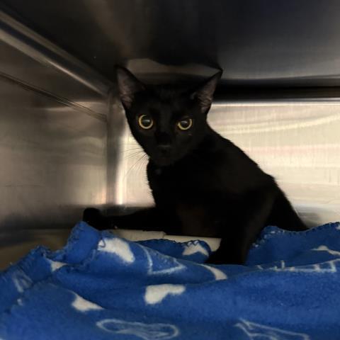 Enlarge TOASTER OVEN, a Adoptable Domestic Short Hair in Pensacola, FL image 1/1