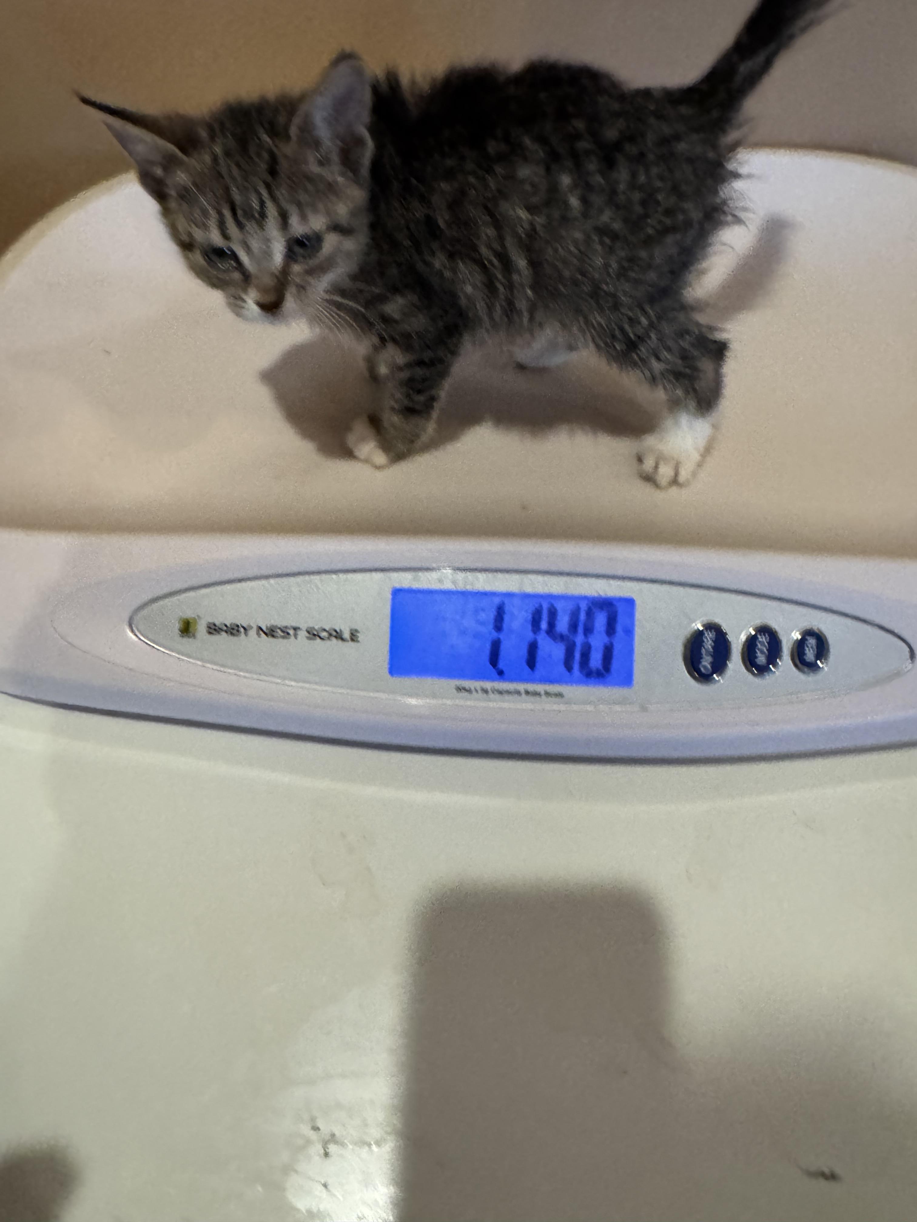 Enlarge Mistic, a Adoptable Domestic Short Hair in Brick, NJ image 2/4