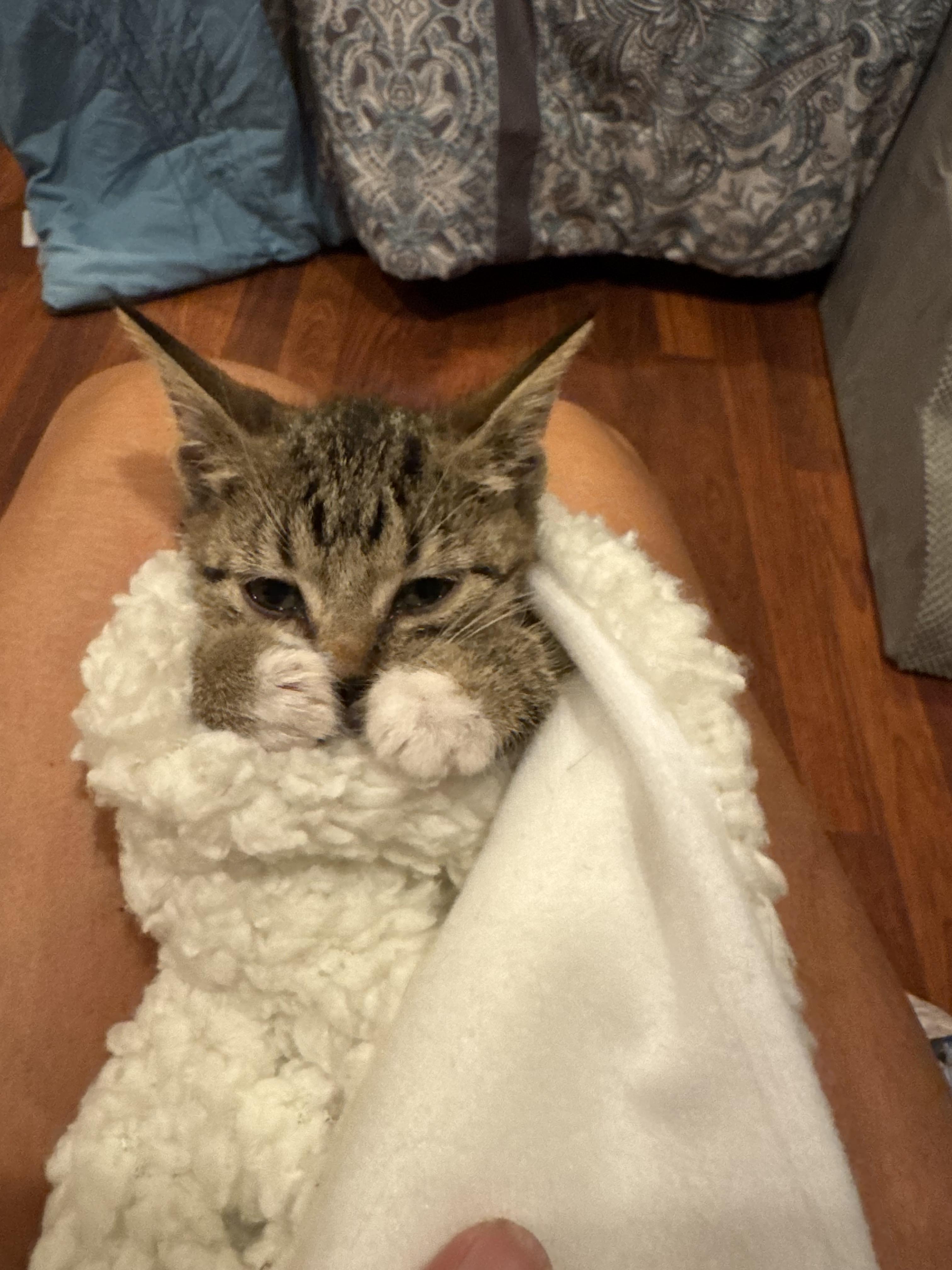 Enlarge Mistic, a Adoptable Domestic Short Hair in Brick, NJ image 3/4
