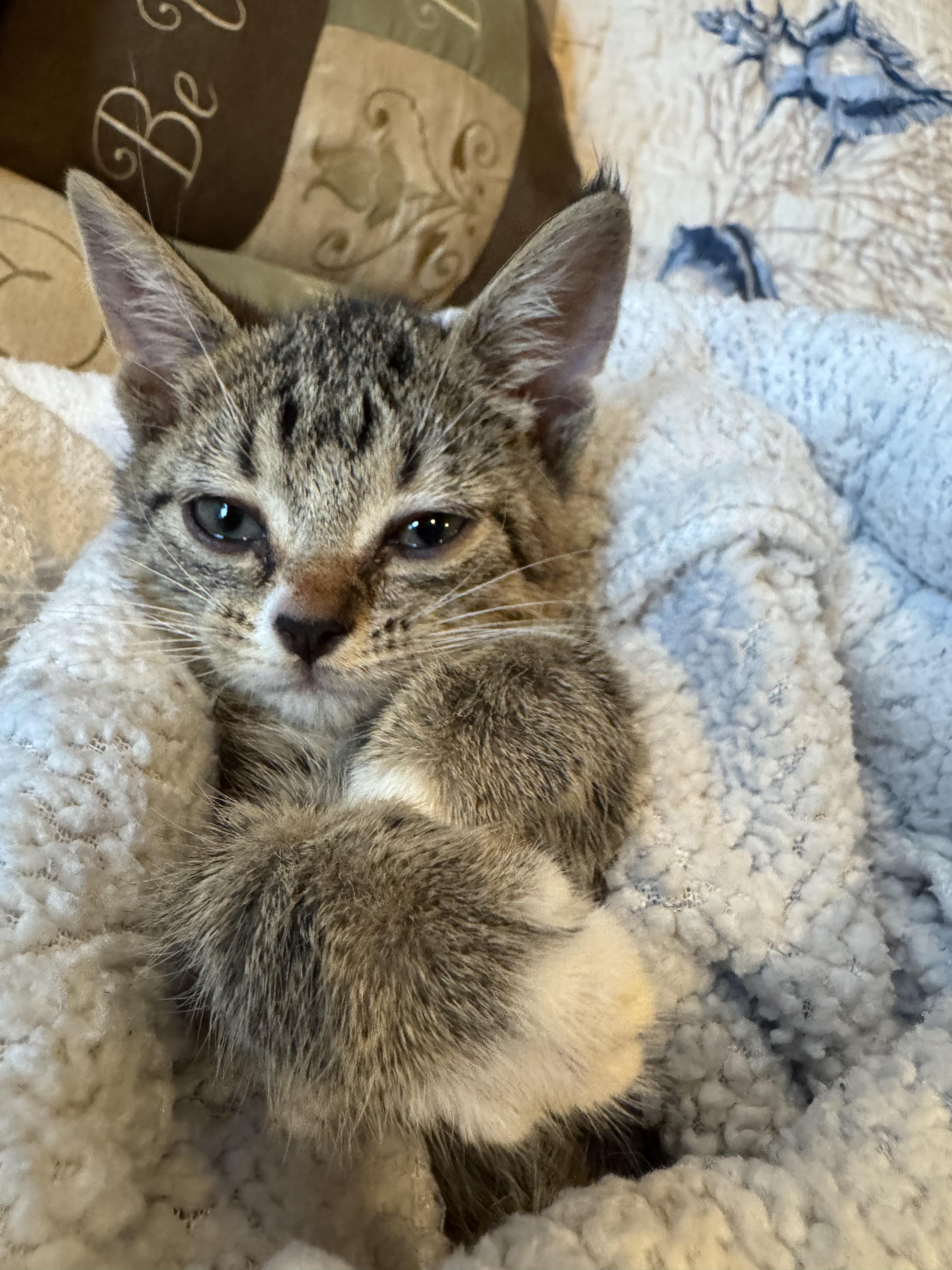 Mistic, Adoptable, Kitten Female Domestic Short Hair.