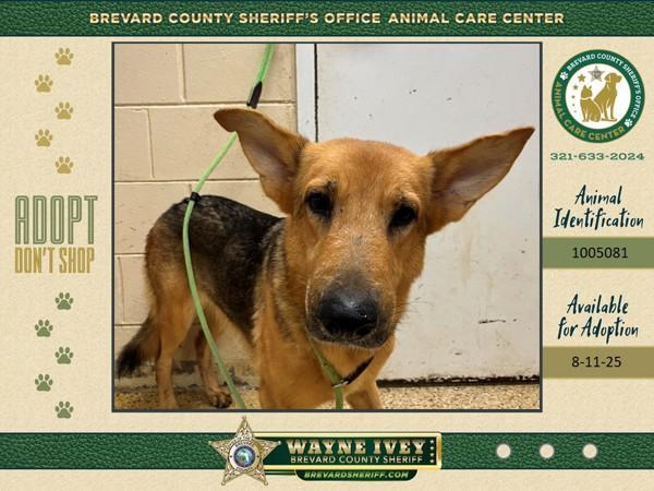 Nonni, Adoptable, Adult Female German Shepherd Dog.