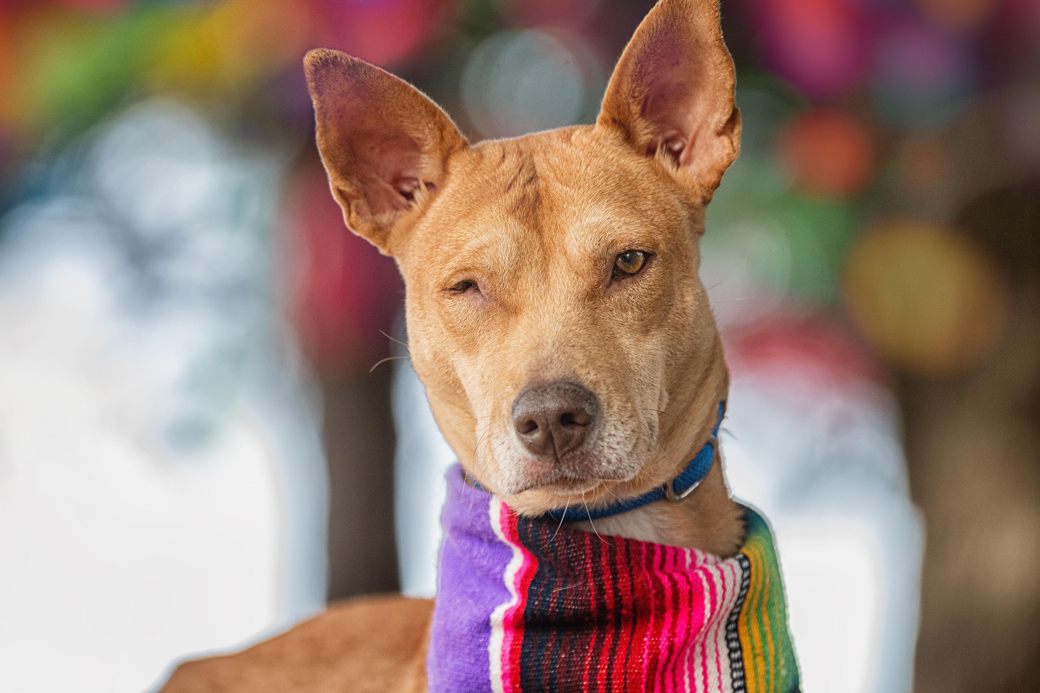 Enlarge Kimmy, a ADOPTABLE mixed breed in Santa Rosa, CA image 1/4