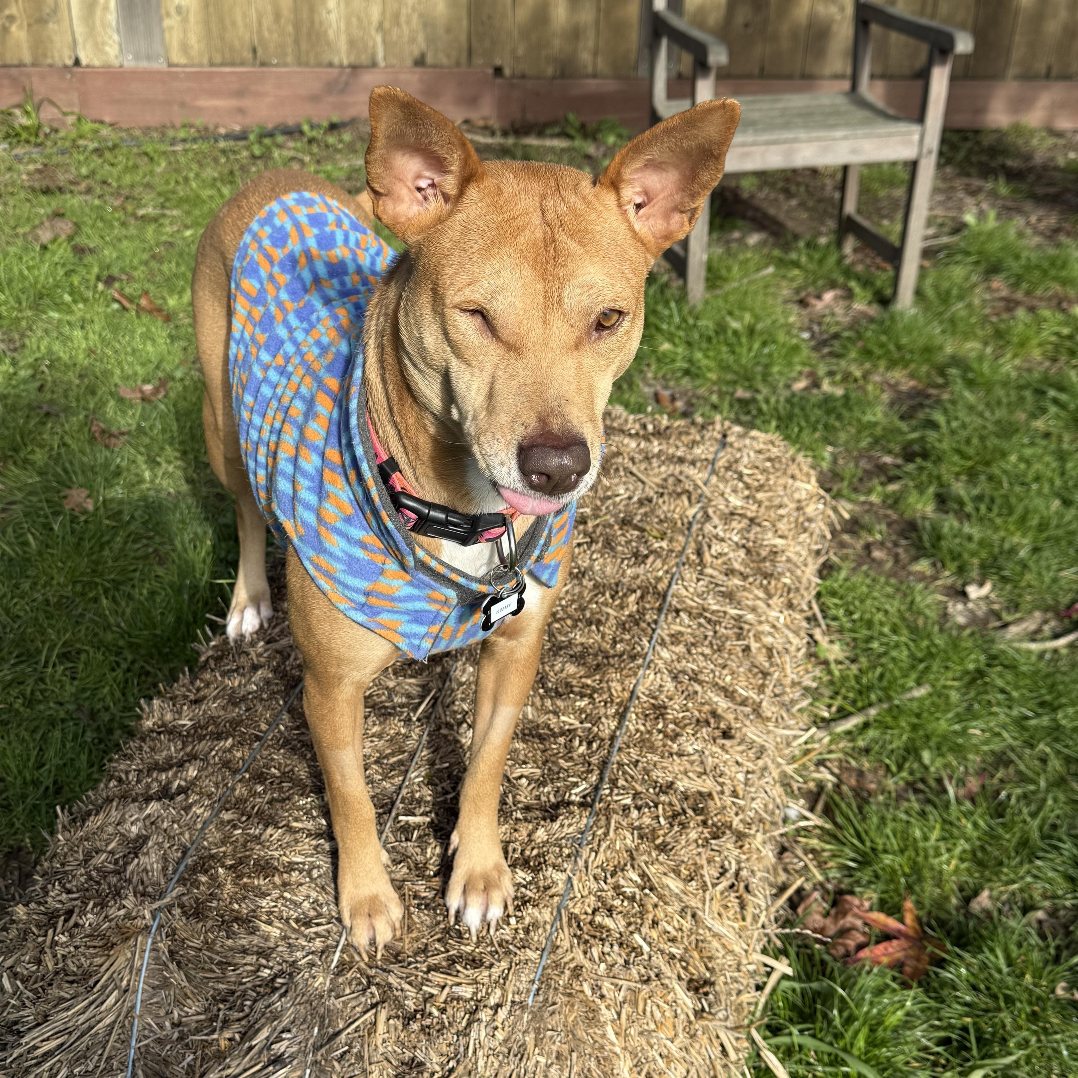 Enlarge Kimmy, a ADOPTABLE mixed breed in Santa Rosa, CA image 4/4
