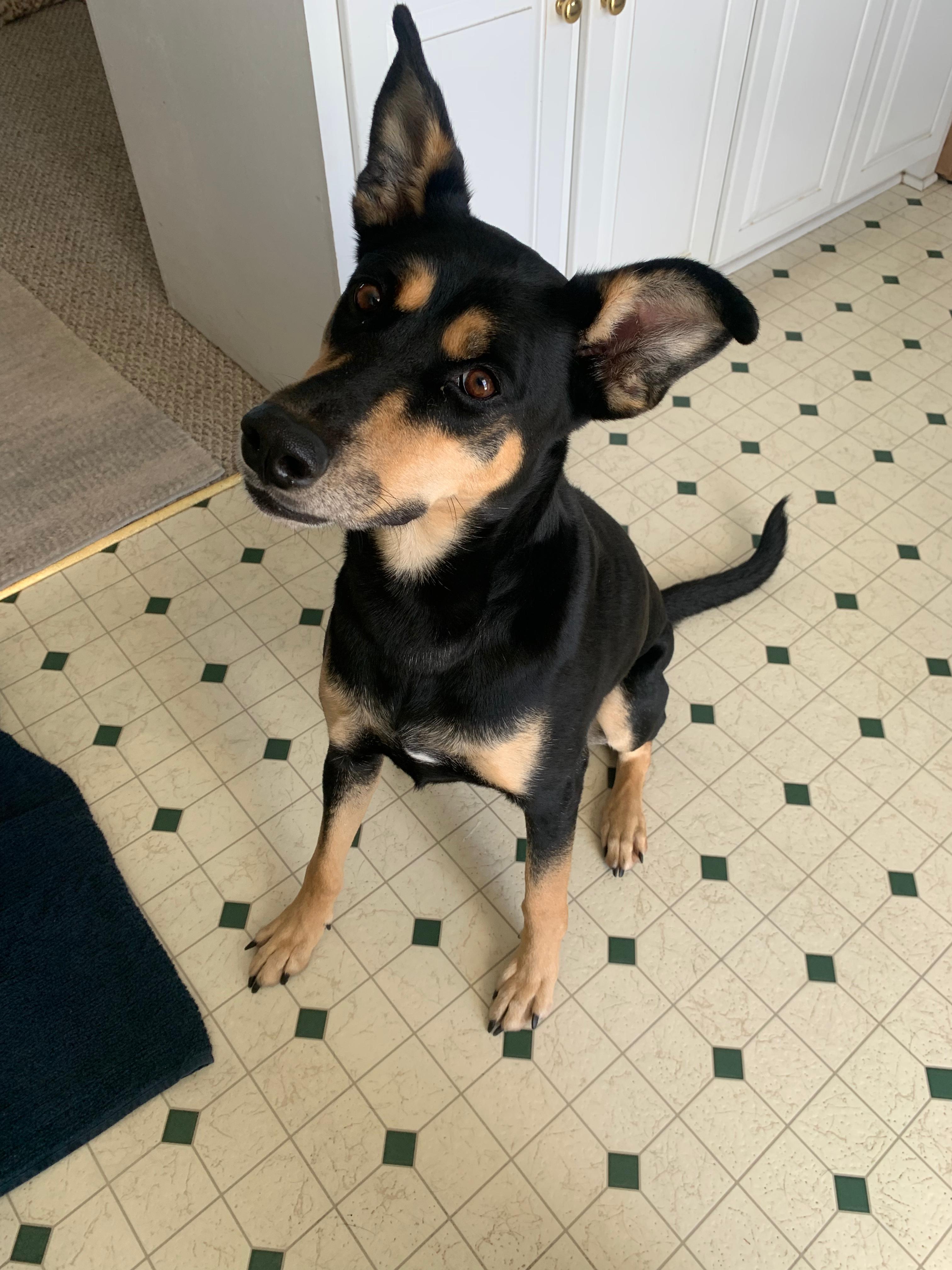 Sunny, an adopted mixed breed in Manhasset, NY image 3/6