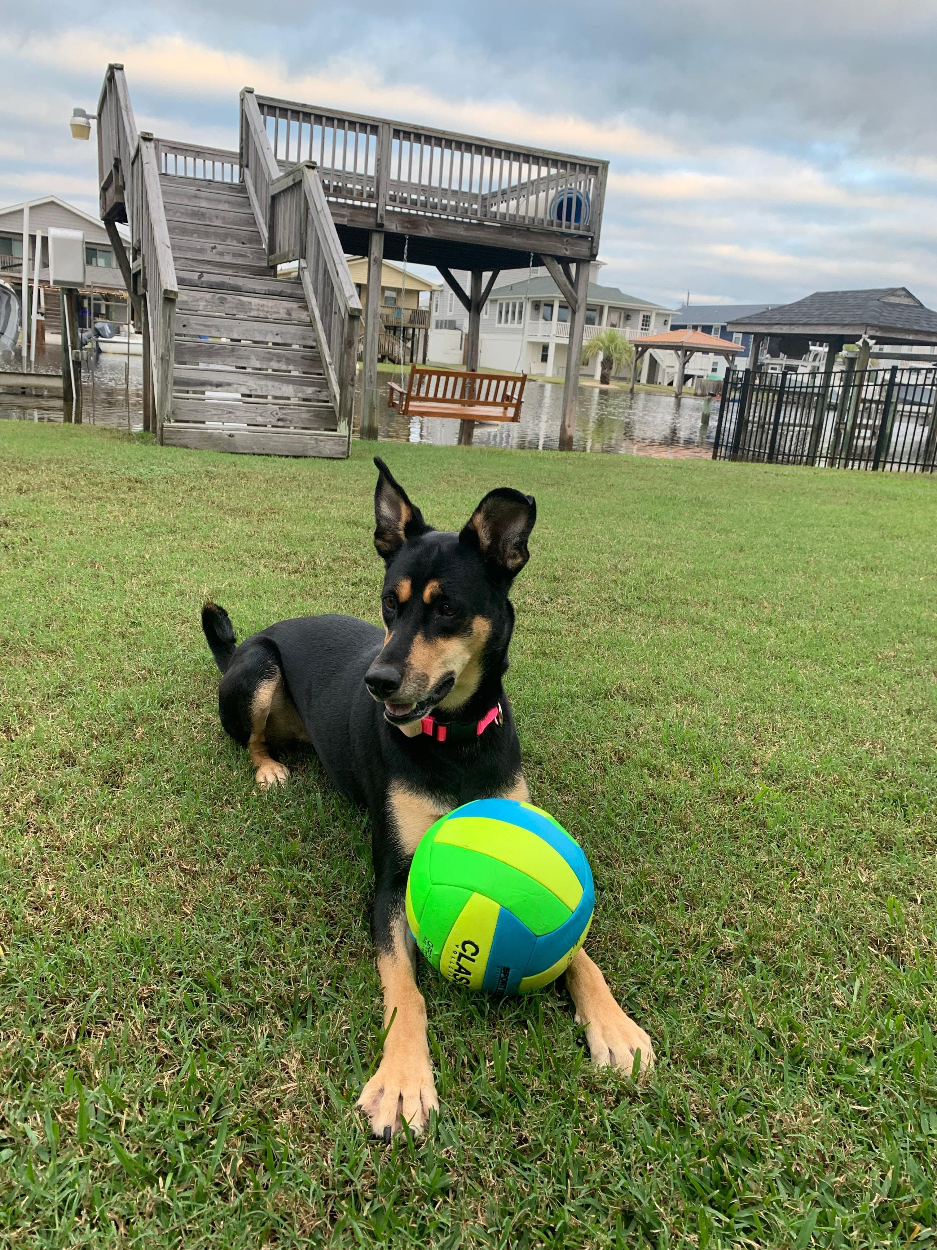 Sunny, an adopted mixed breed in Manhasset, NY image 4/6