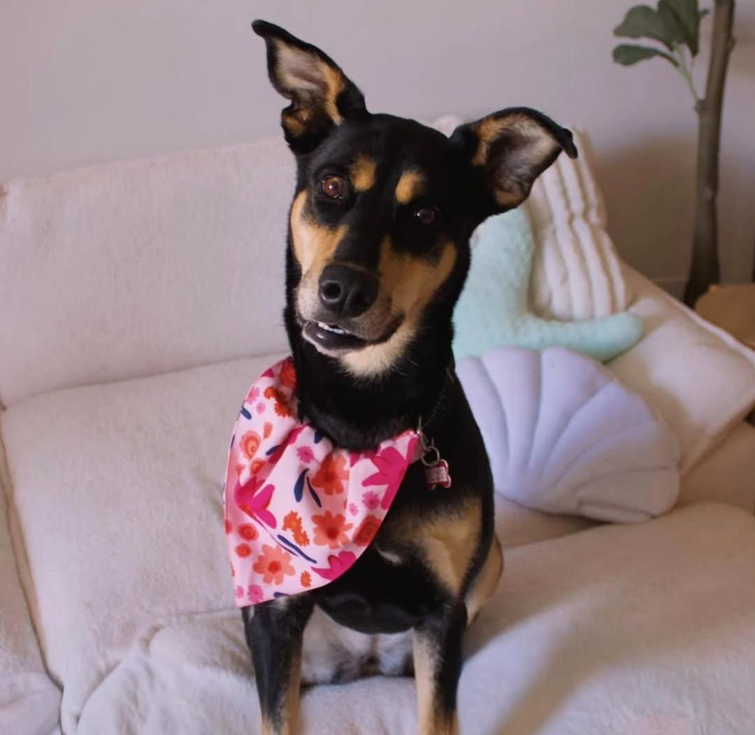 Sunny, an adopted mixed breed in Manhasset, NY image 1/6