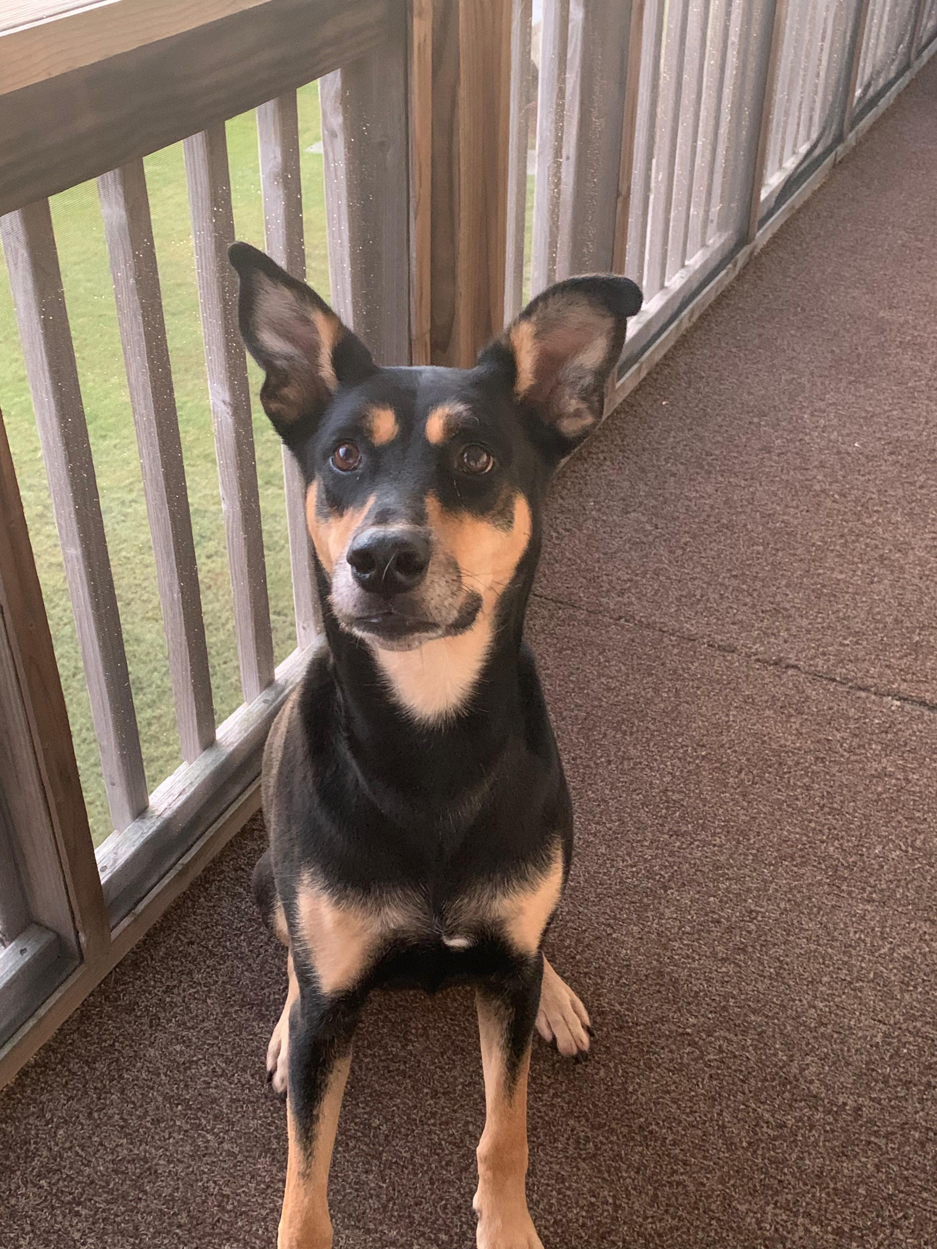 Sunny, an adopted mixed breed in Manhasset, NY image 5/6