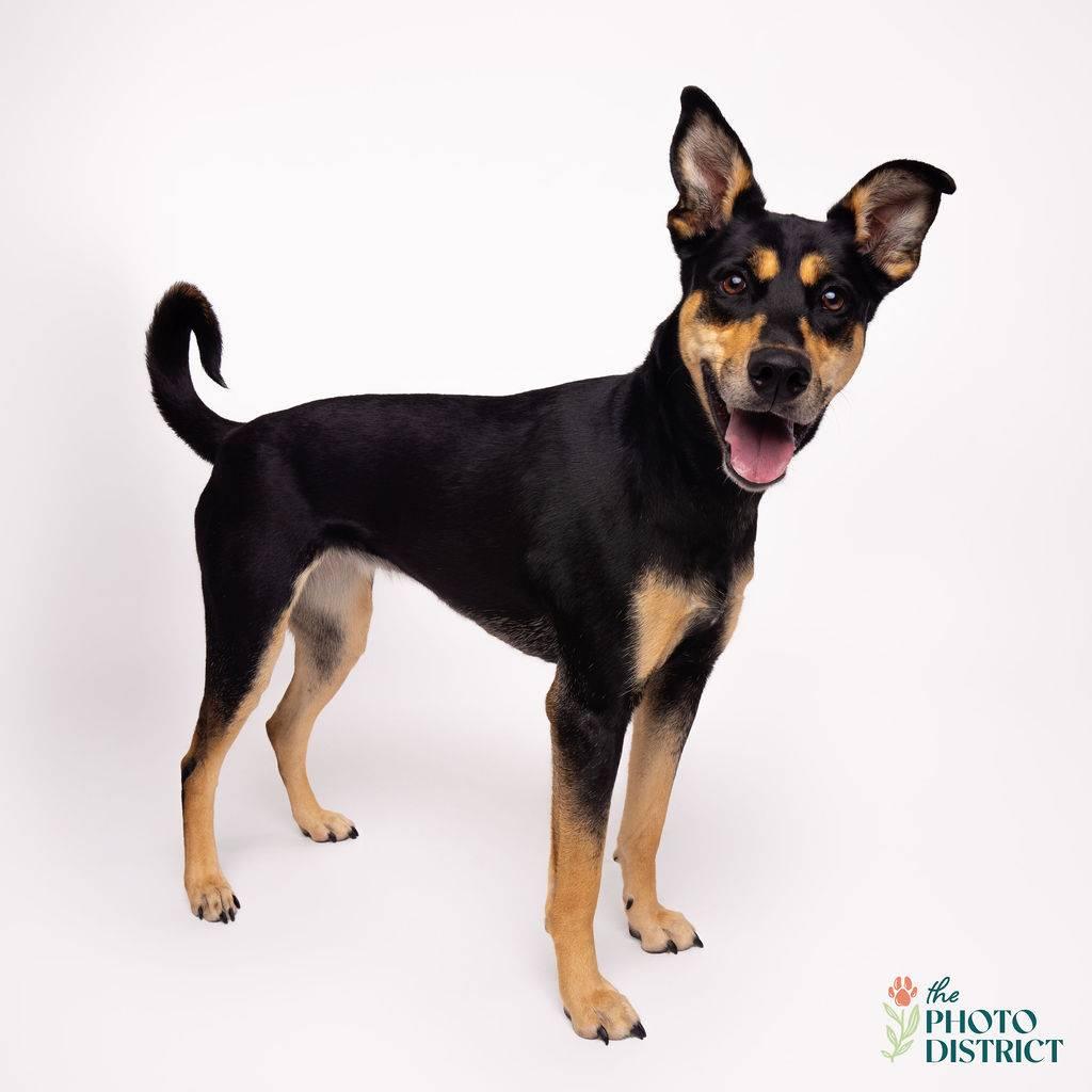 Sunny, an adopted mixed breed in Manhasset, NY image 6/6