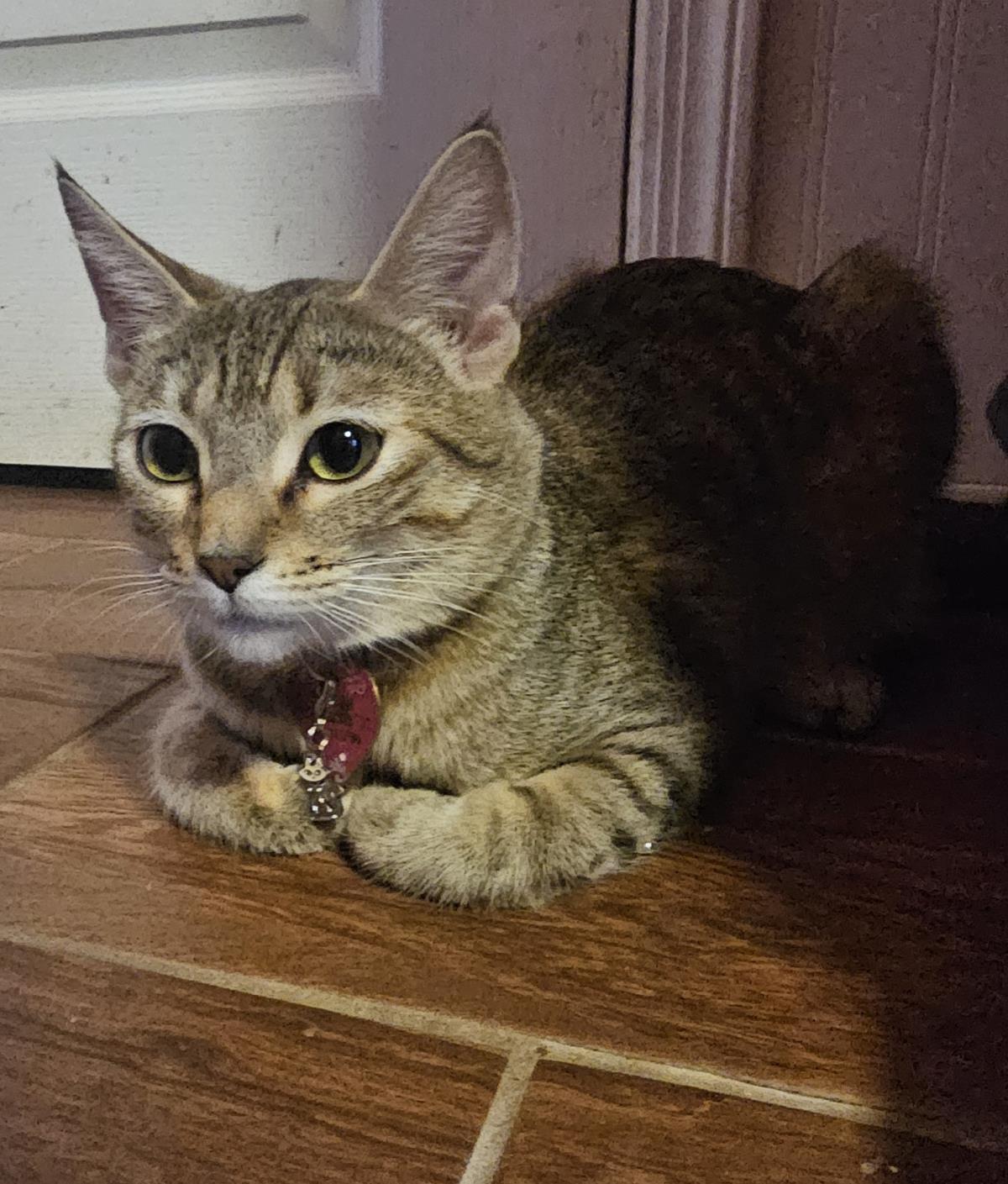 Suri Deux, Adoptable, Adult Female Domestic Short Hair & Tabby.