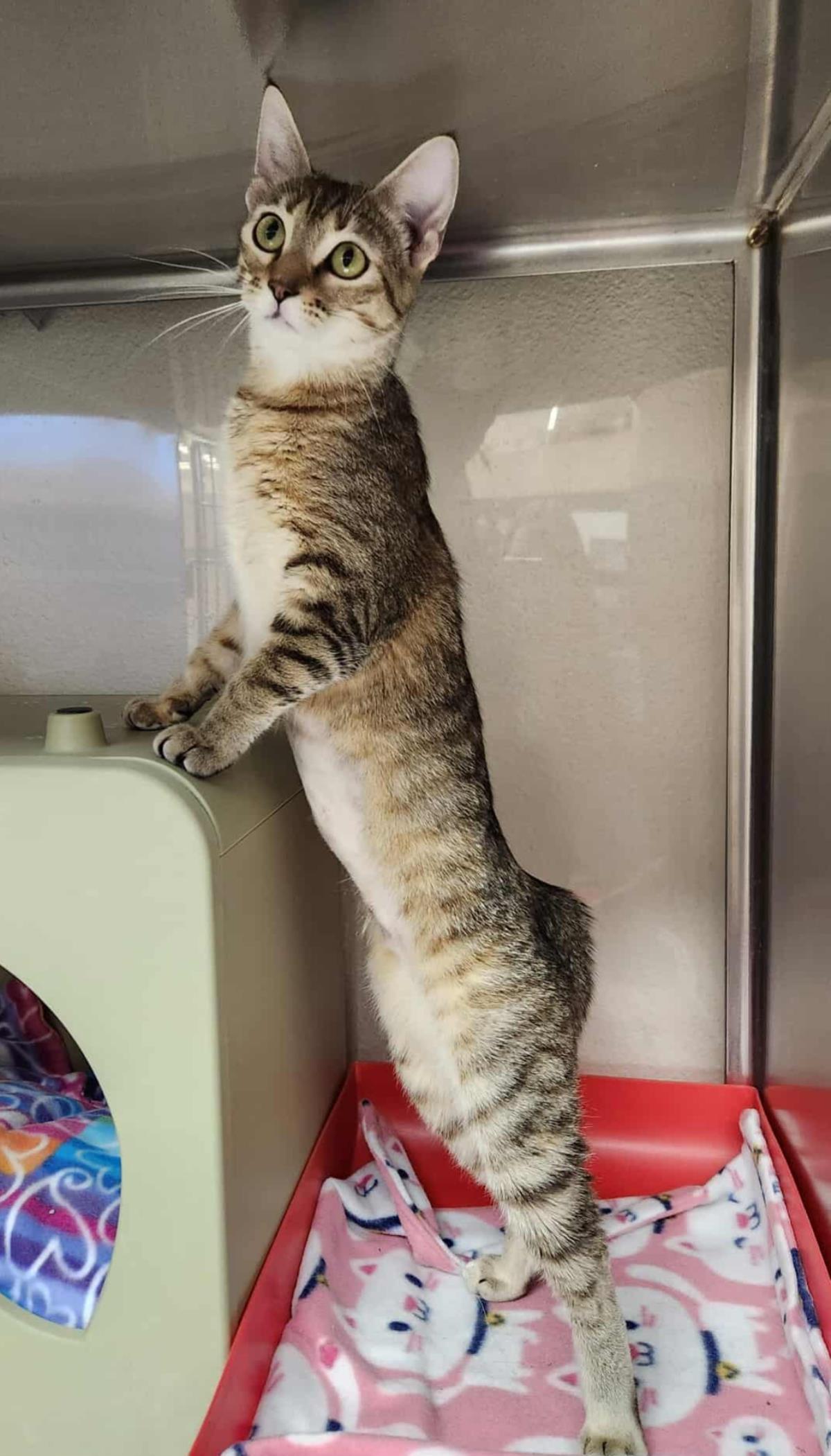 Suri Deux, Adoptable, Adult Female Domestic Short Hair & Tabby.