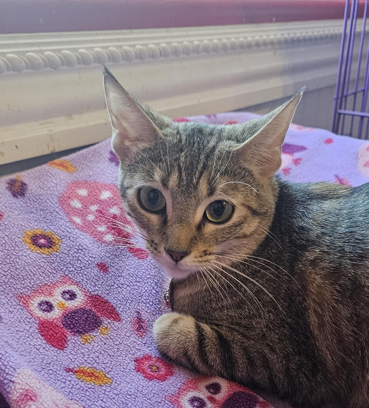 Suri Deux, a Adoptable mixed breed in Chandler, AZ image 2/3