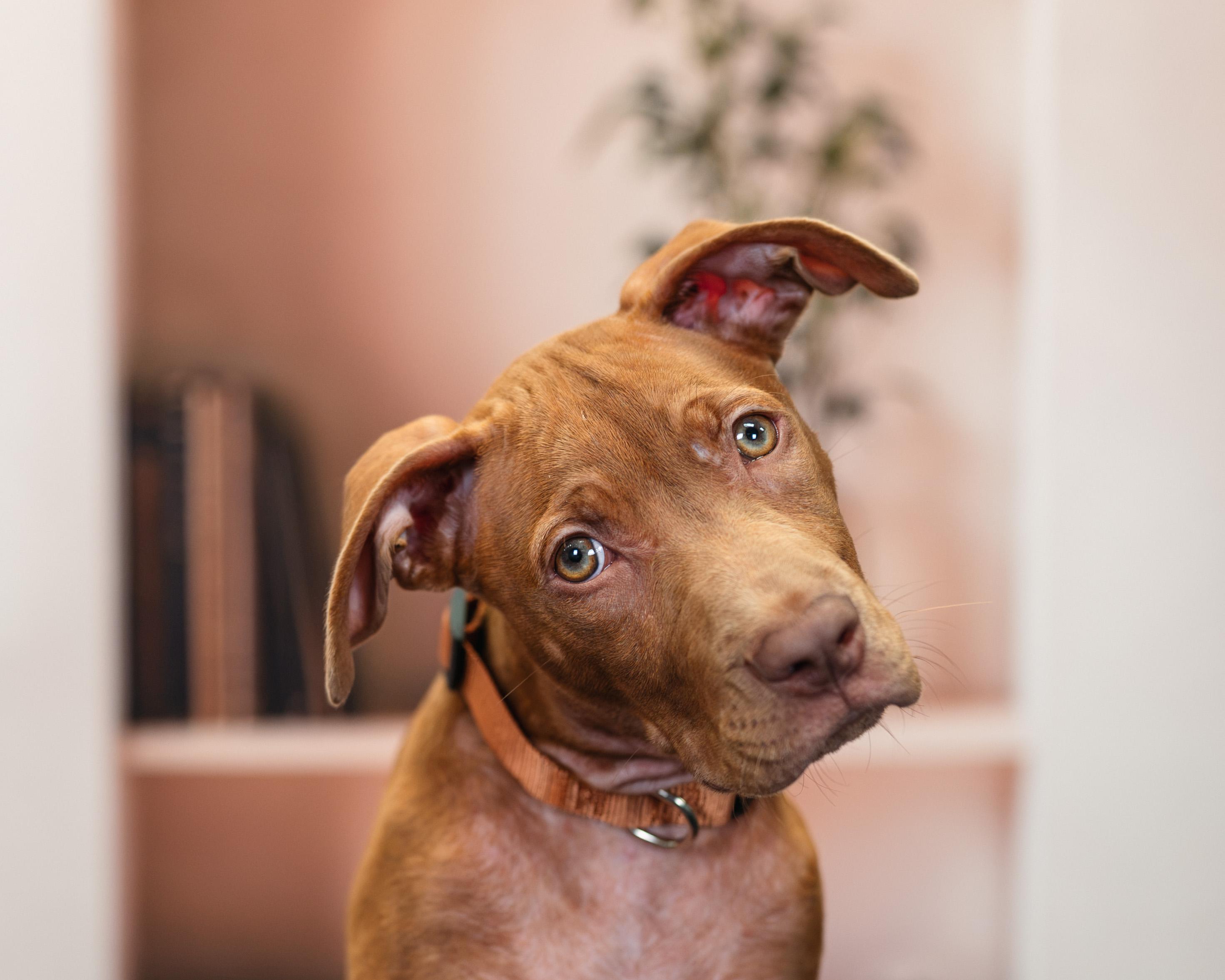 Enlarge Buzz, an adopted mixed breed in Avon, CT image 4/5