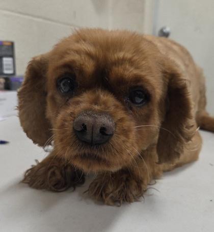 Enlarge Gina, a Adoptable Cavalier King Charles Spaniel in Malvern, PA image 1/2
