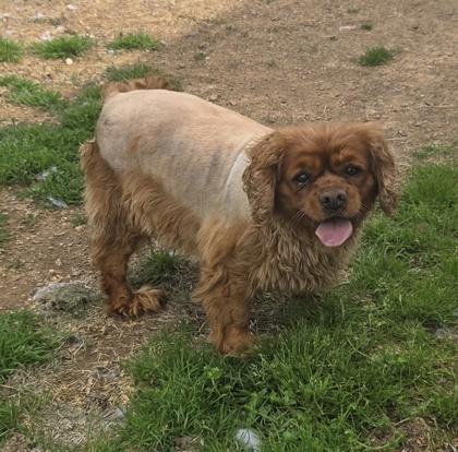 Gina, Adoptable, Adult Female Cavalier King Charles Spaniel.