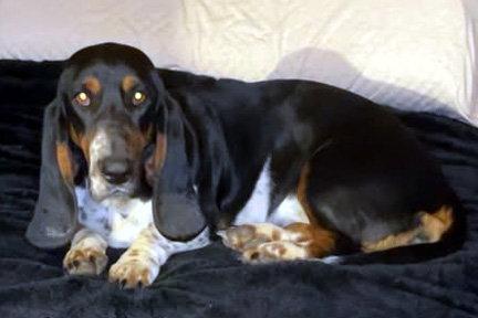 SNICKERDOODLE - ADOPTION PENDING!, Adoptable, Young Female Basset Hound.