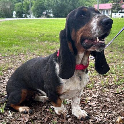 SNICKERDOODLE - ADOPTION PENDING!, a Adoptable Basset Hound in Mays Landing, NJ image 2/3