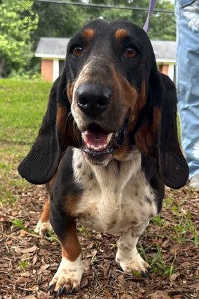 SNICKERDOODLE - ADOPTION PENDING!, a Adoptable Basset Hound in Mays Landing, NJ image 3/3