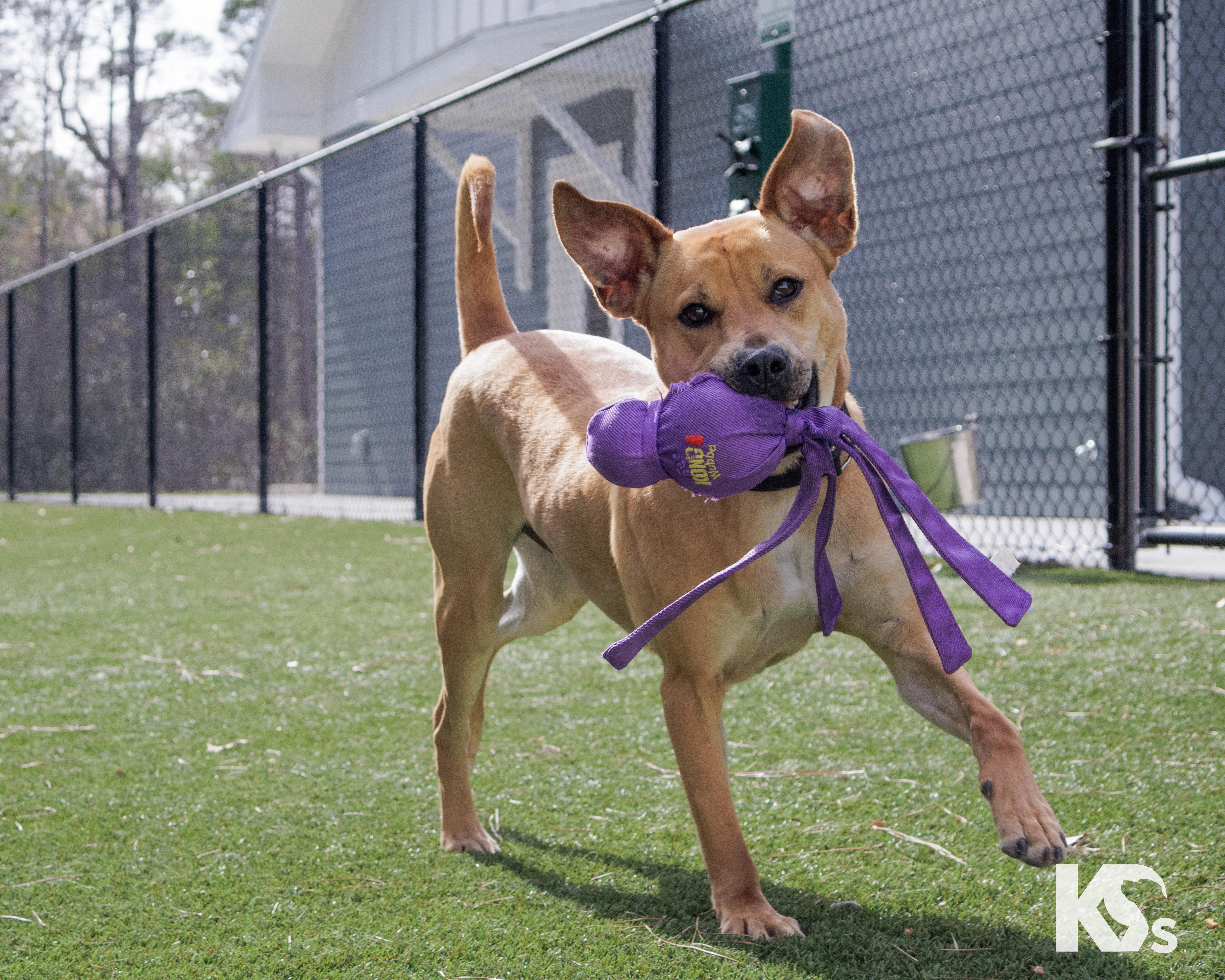 Enlarge Latte, an adopted mixed breed in Ponte Vedra, FL image 4/6