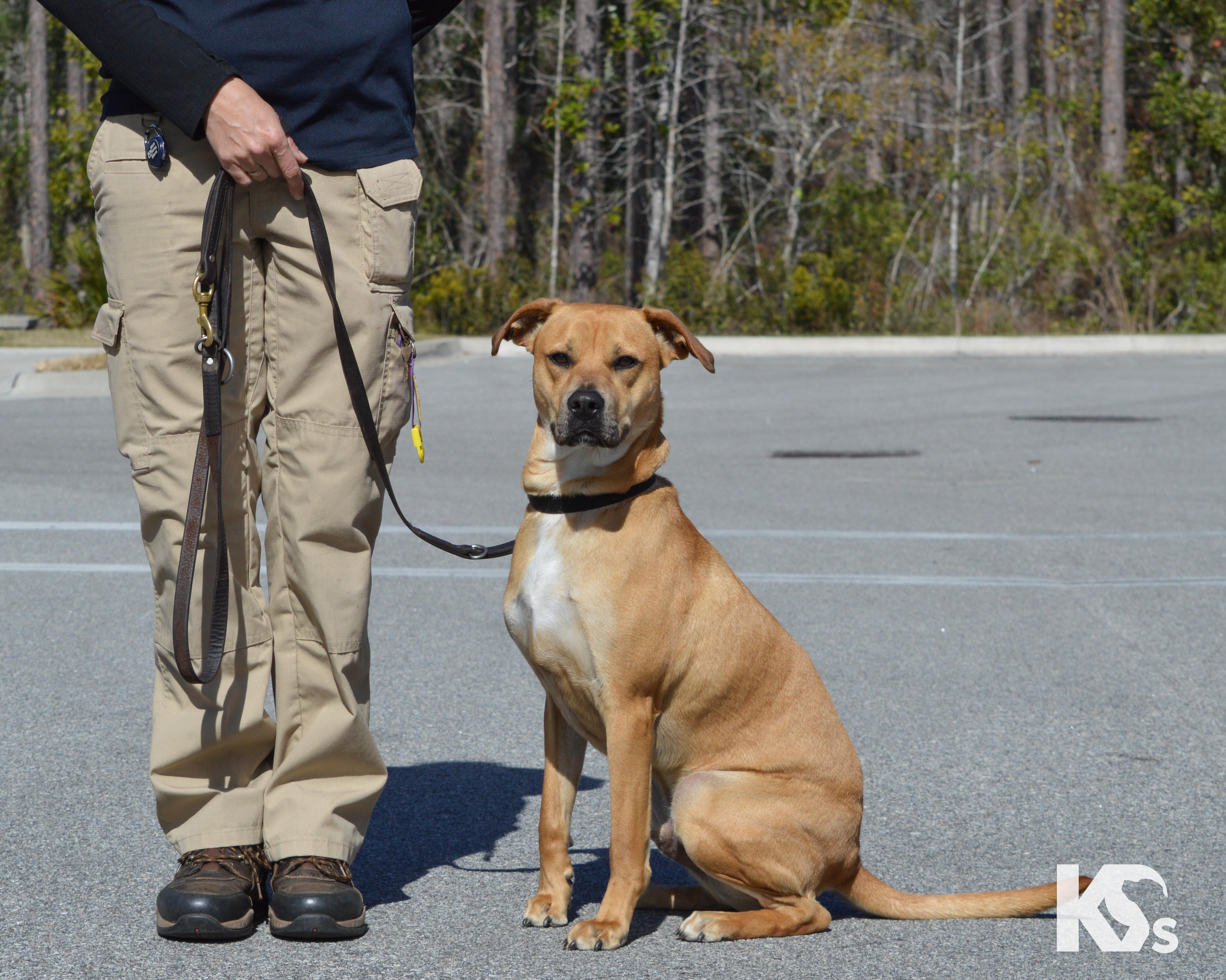 Enlarge Latte, an adopted mixed breed in Ponte Vedra, FL image 3/6