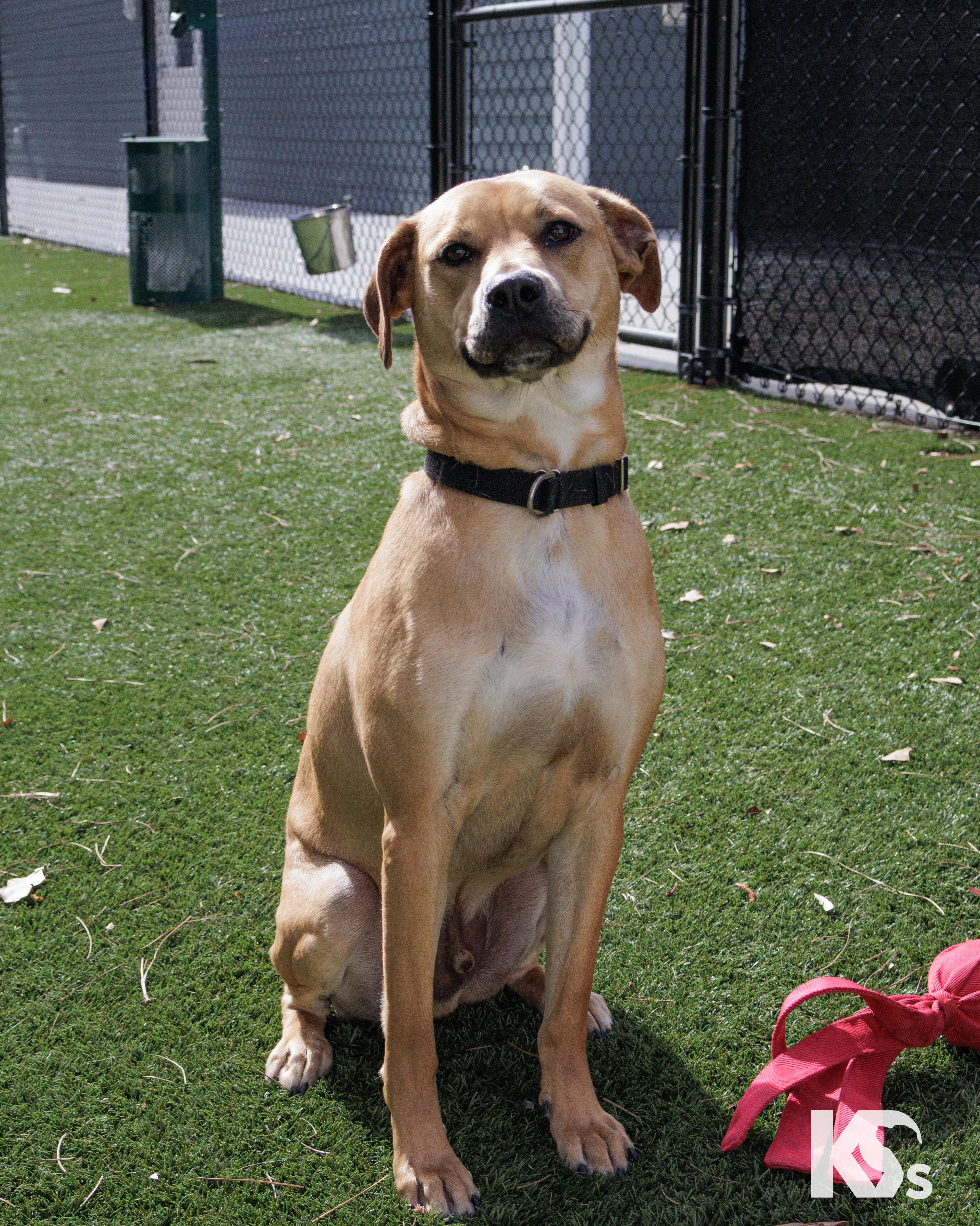 Enlarge Latte, an adopted mixed breed in Ponte Vedra, FL image 5/6