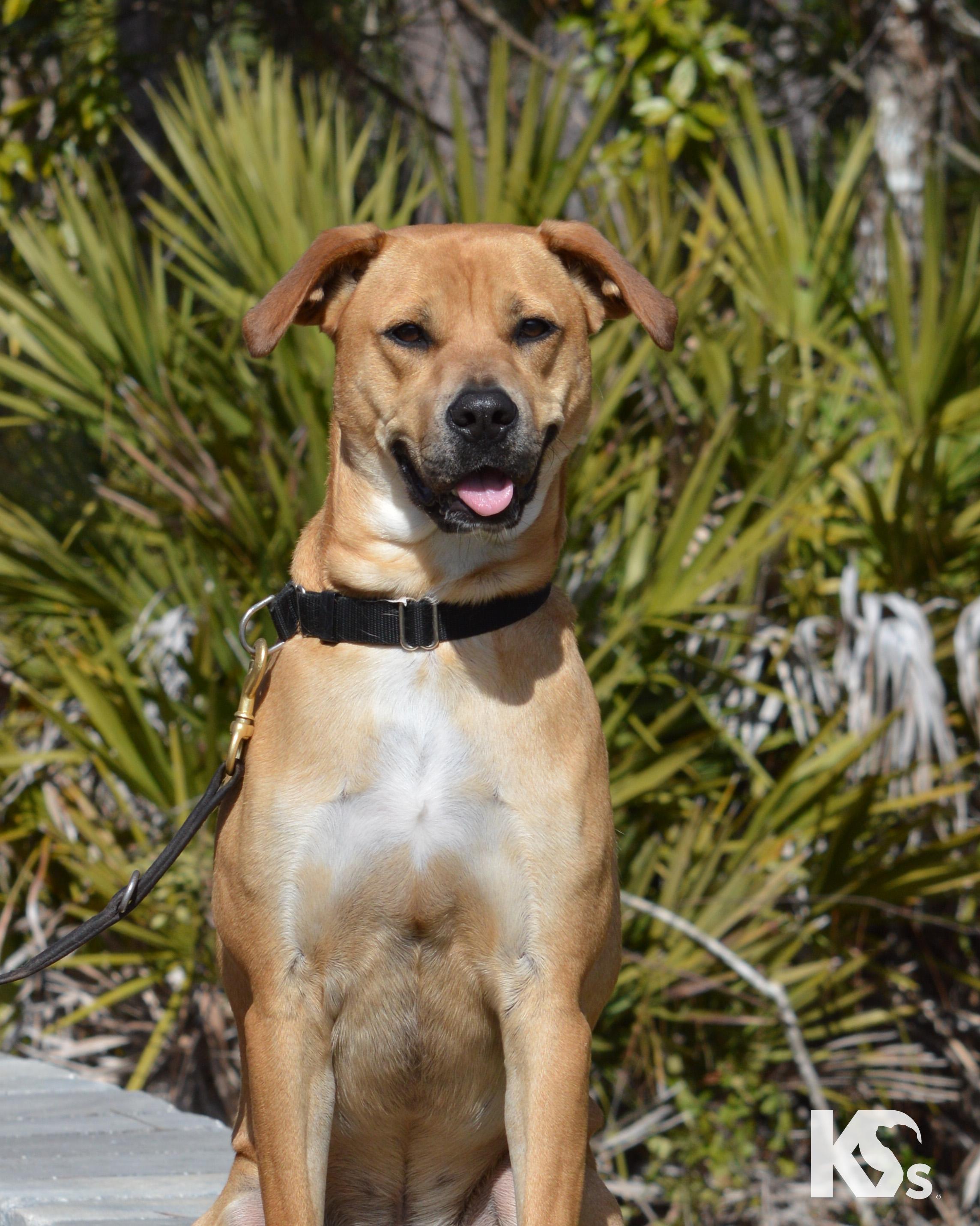 Latte, adopted, Young Male Black Mouth Cur & Boxer.