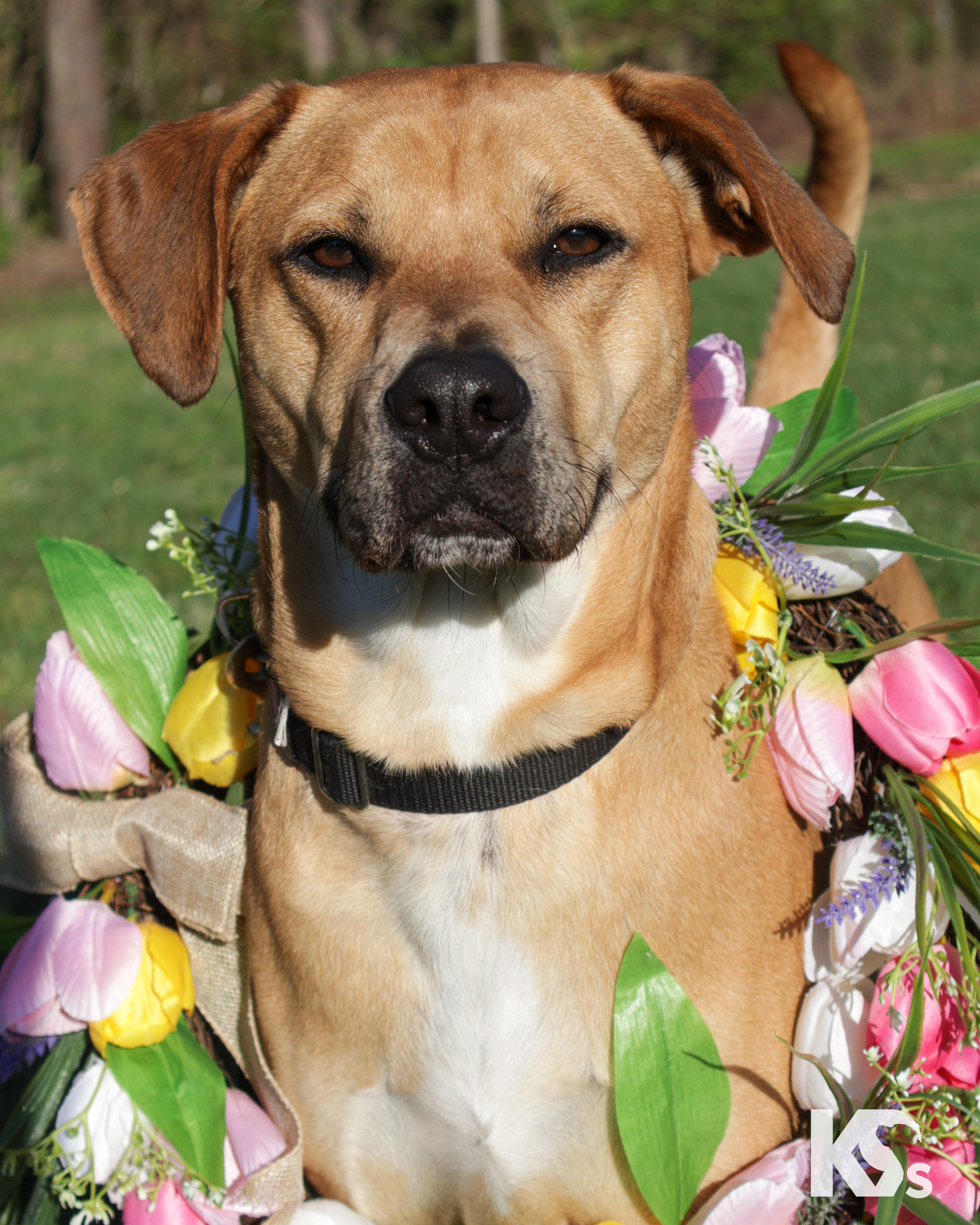 Enlarge Latte, an adopted mixed breed in Ponte Vedra, FL image 6/6