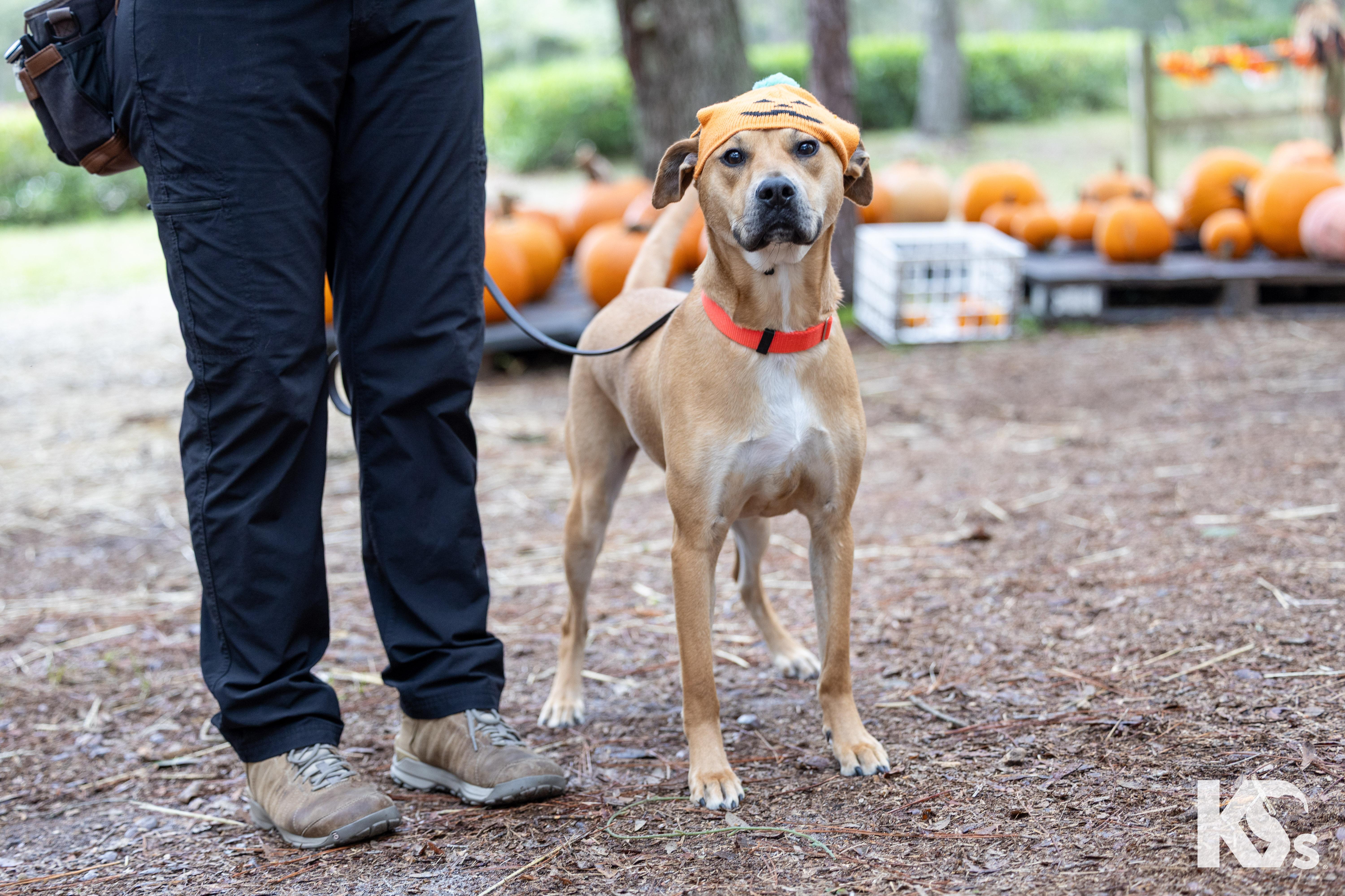 Enlarge Latte, an adopted mixed breed in Ponte Vedra, FL image 5/6