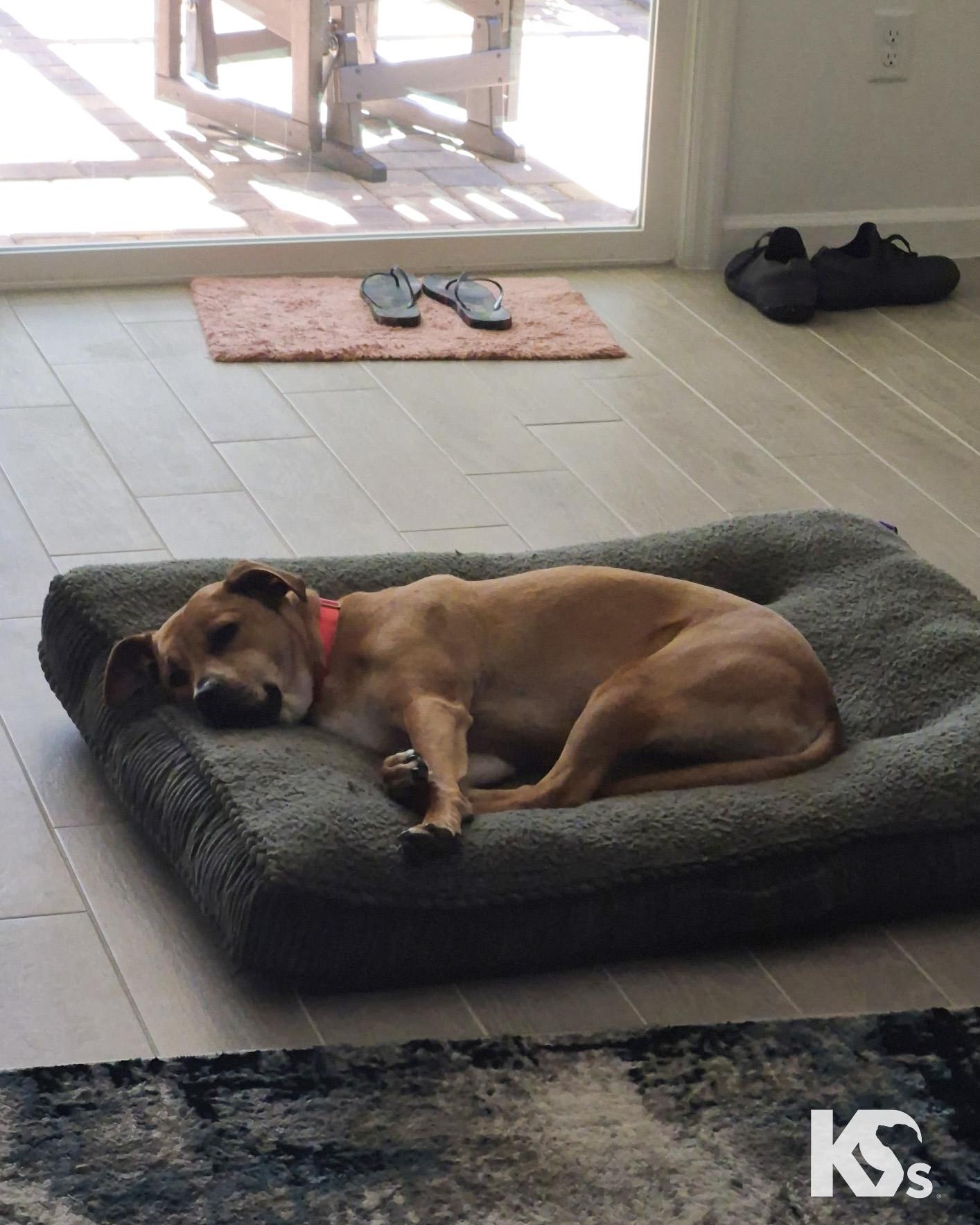 Enlarge Latte, an adopted mixed breed in Ponte Vedra, FL image 2/6