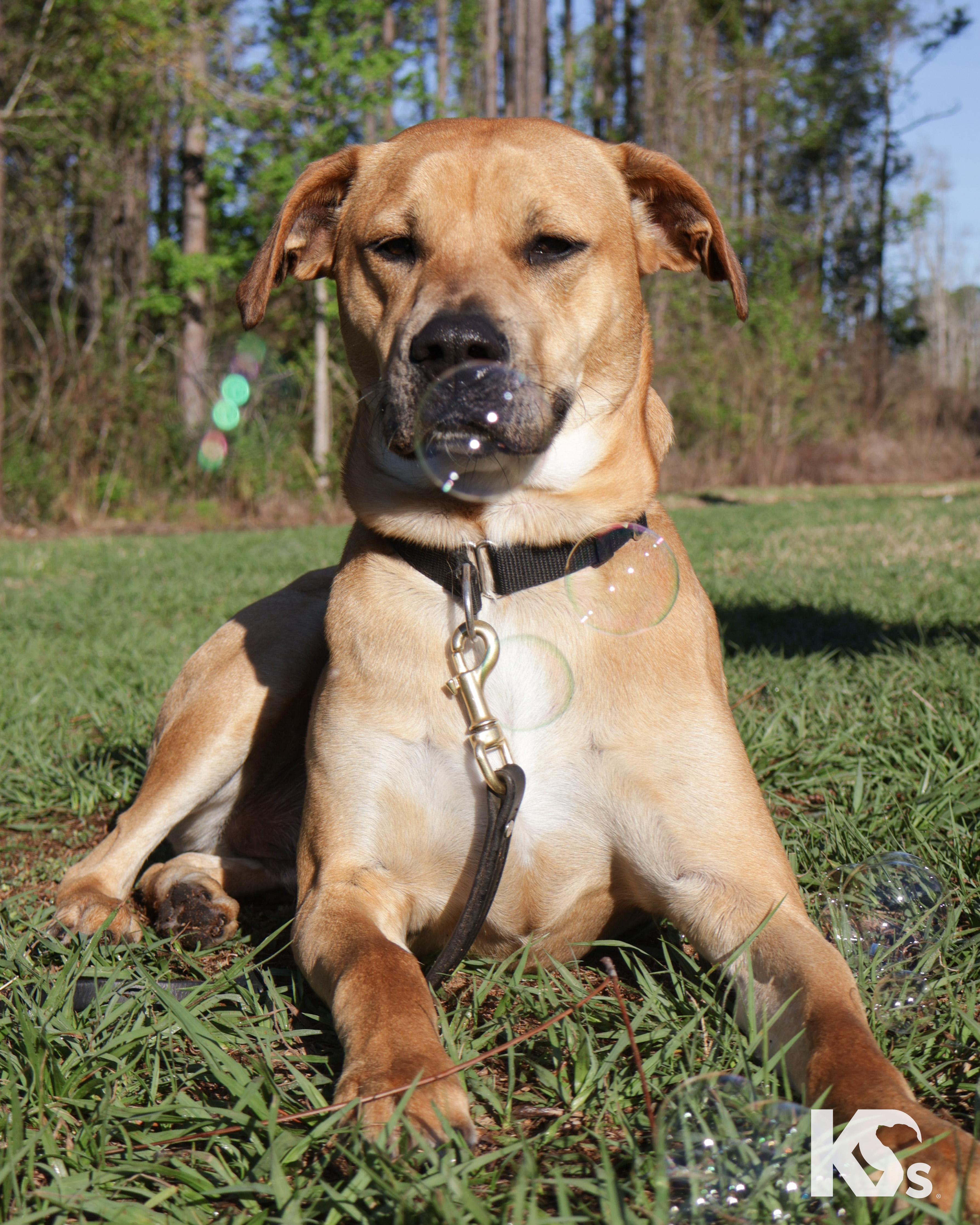 Enlarge Latte, an adopted mixed breed in Ponte Vedra, FL image 4/6