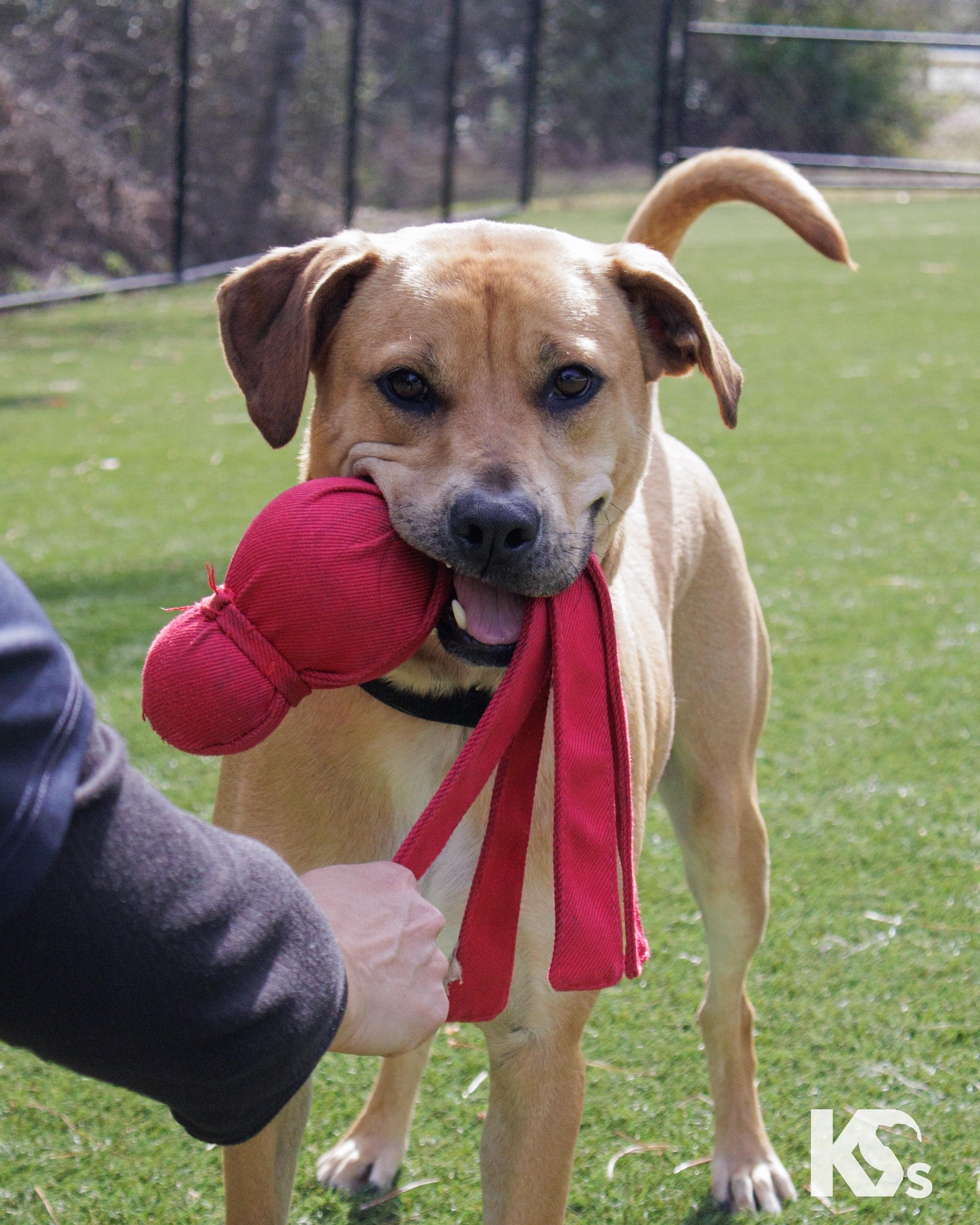 Enlarge Latte, an adopted mixed breed in Ponte Vedra, FL image 6/6