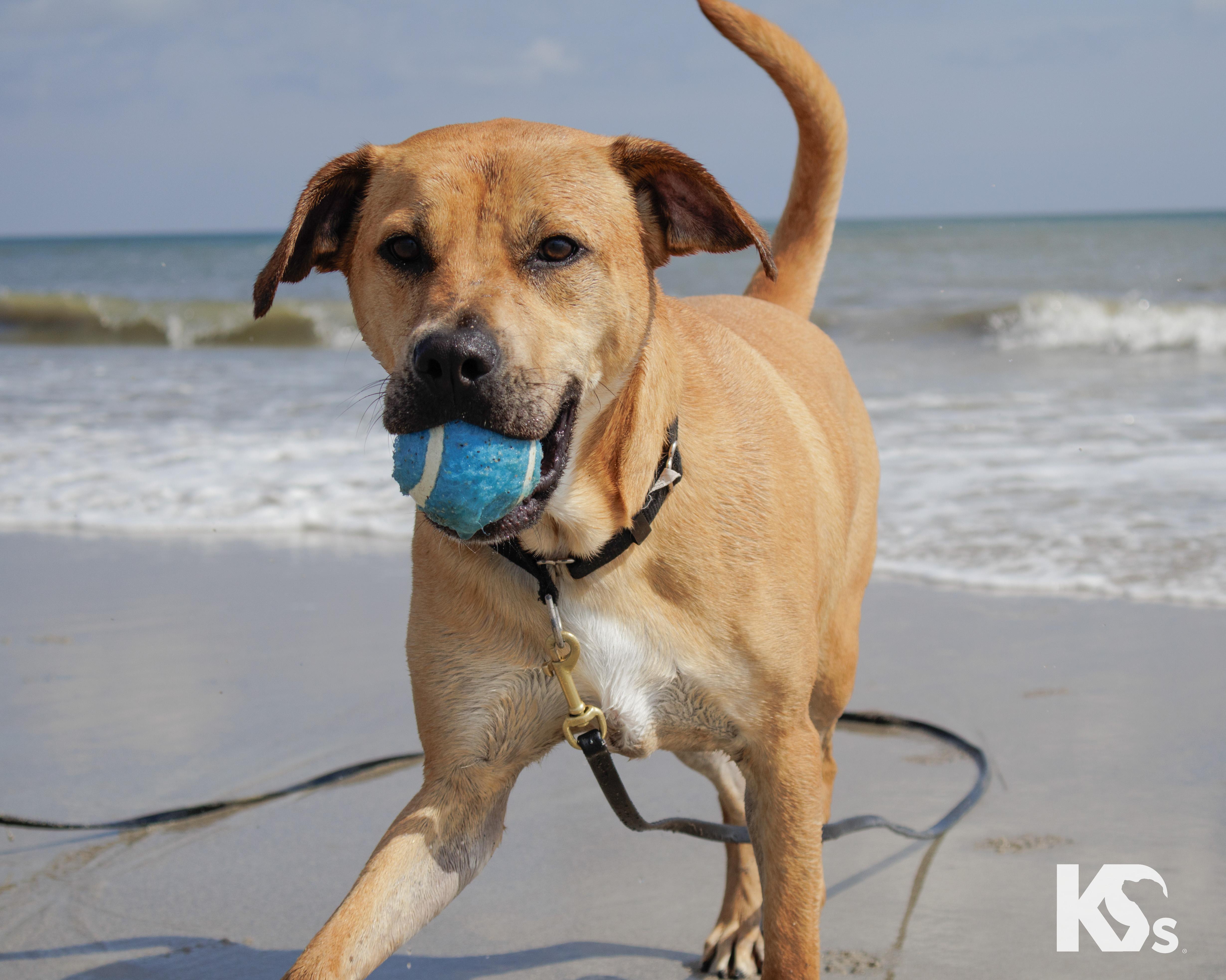 Latte, adopted, Young Male Black Mouth Cur & Boxer.