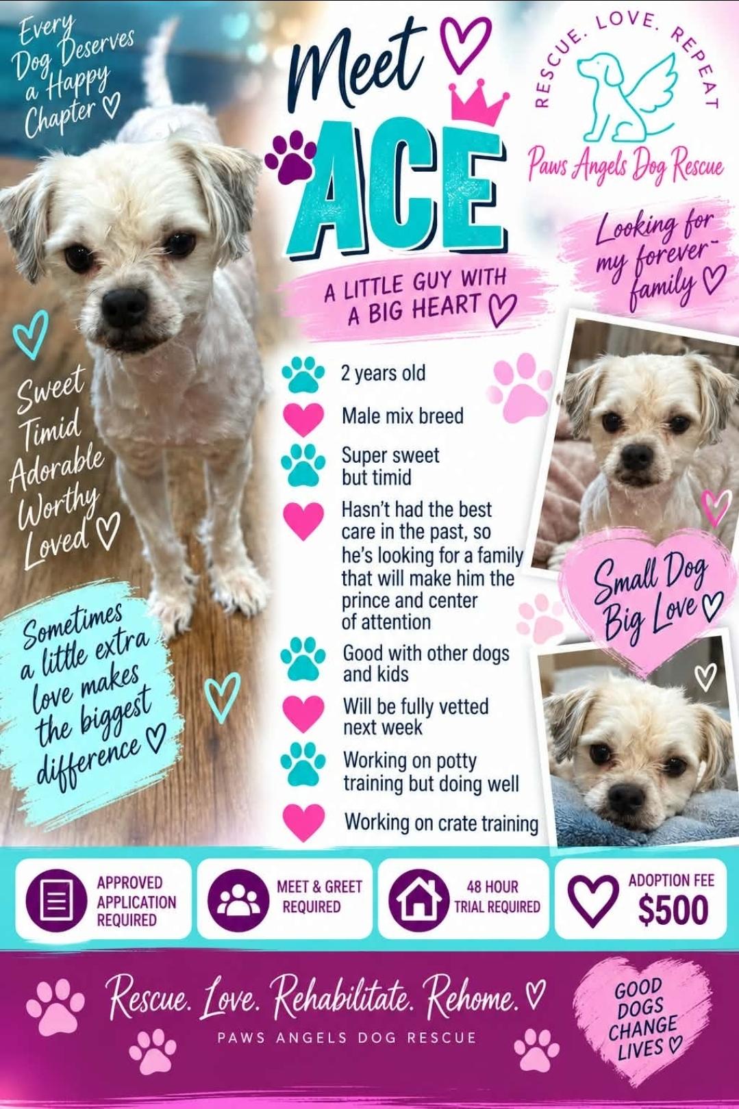 Enlarge Ace, a Adoptable mixed breed in Antioch, TN image 1/1