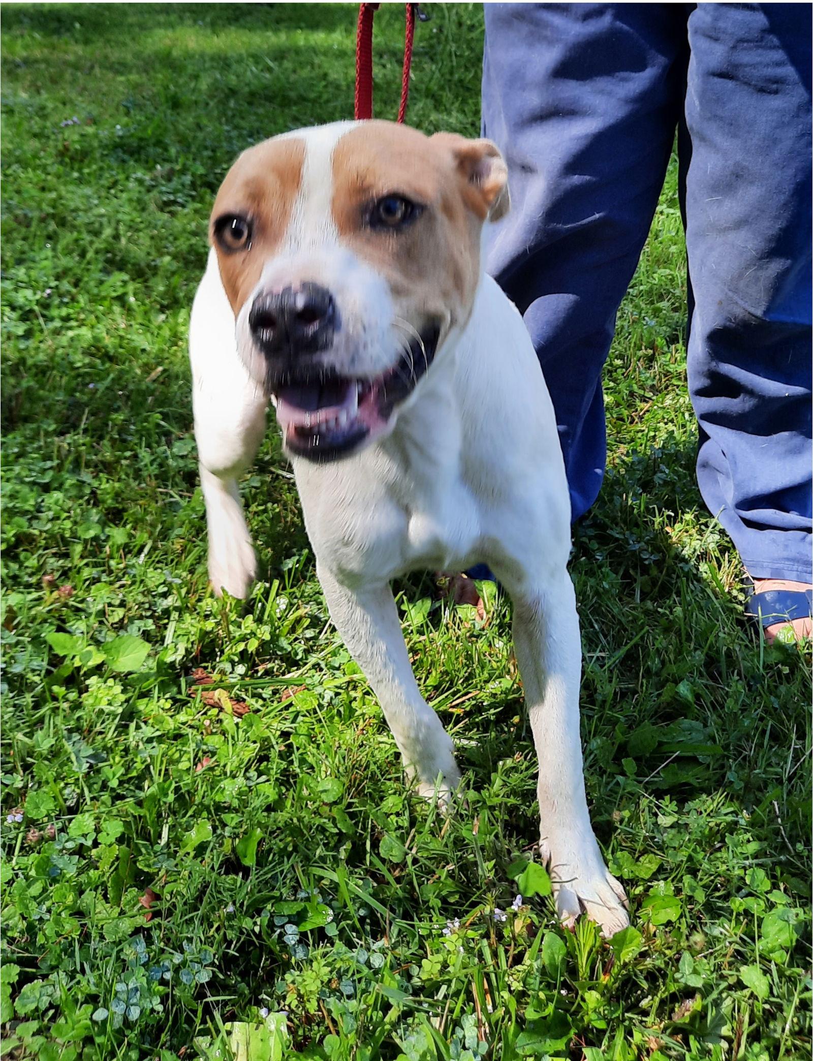 Jake, a Adoptable mixed breed in Mcconnelsville, OH image 2/3