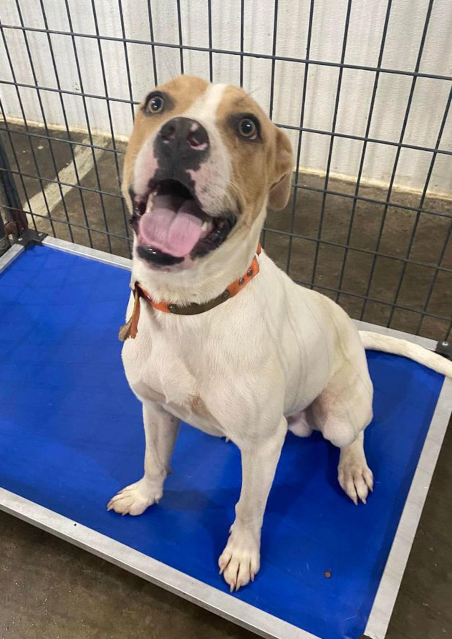 Jake, a Adoptable mixed breed in Mcconnelsville, OH image 3/3