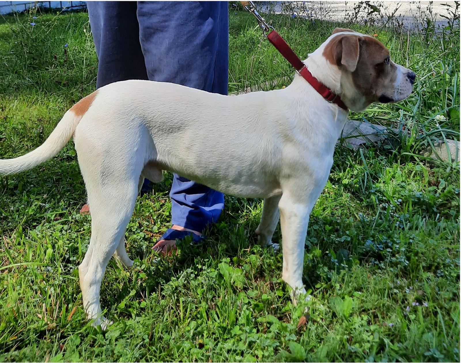 Enlarge Jake, a Adoptable mixed breed in Mcconnelsville, OH image 3/3