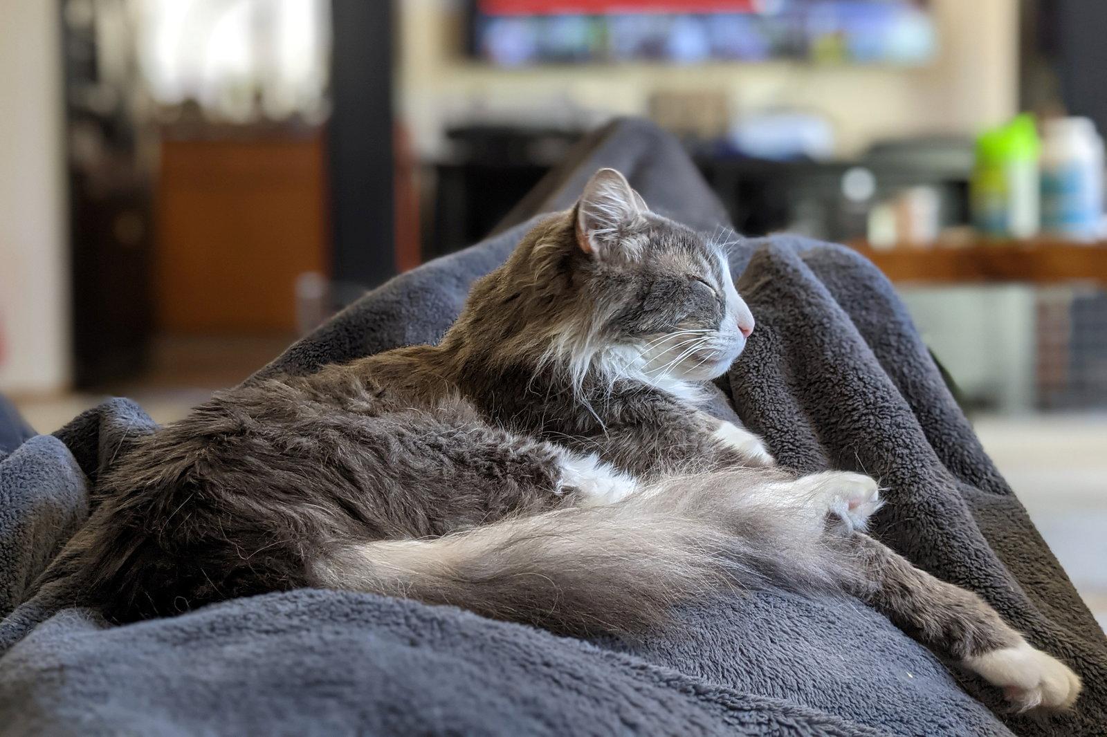 Enlarge GAVIN #1852 - Offered by Owner - Long-haired male, a Adoptable Domestic Long Hair in Hillsboro, OR image 1/3
